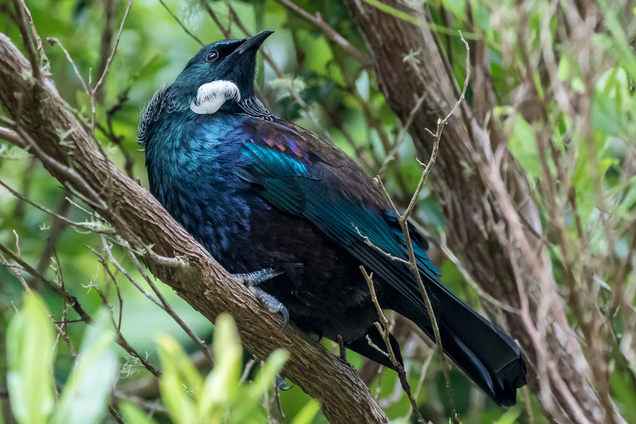 Tui