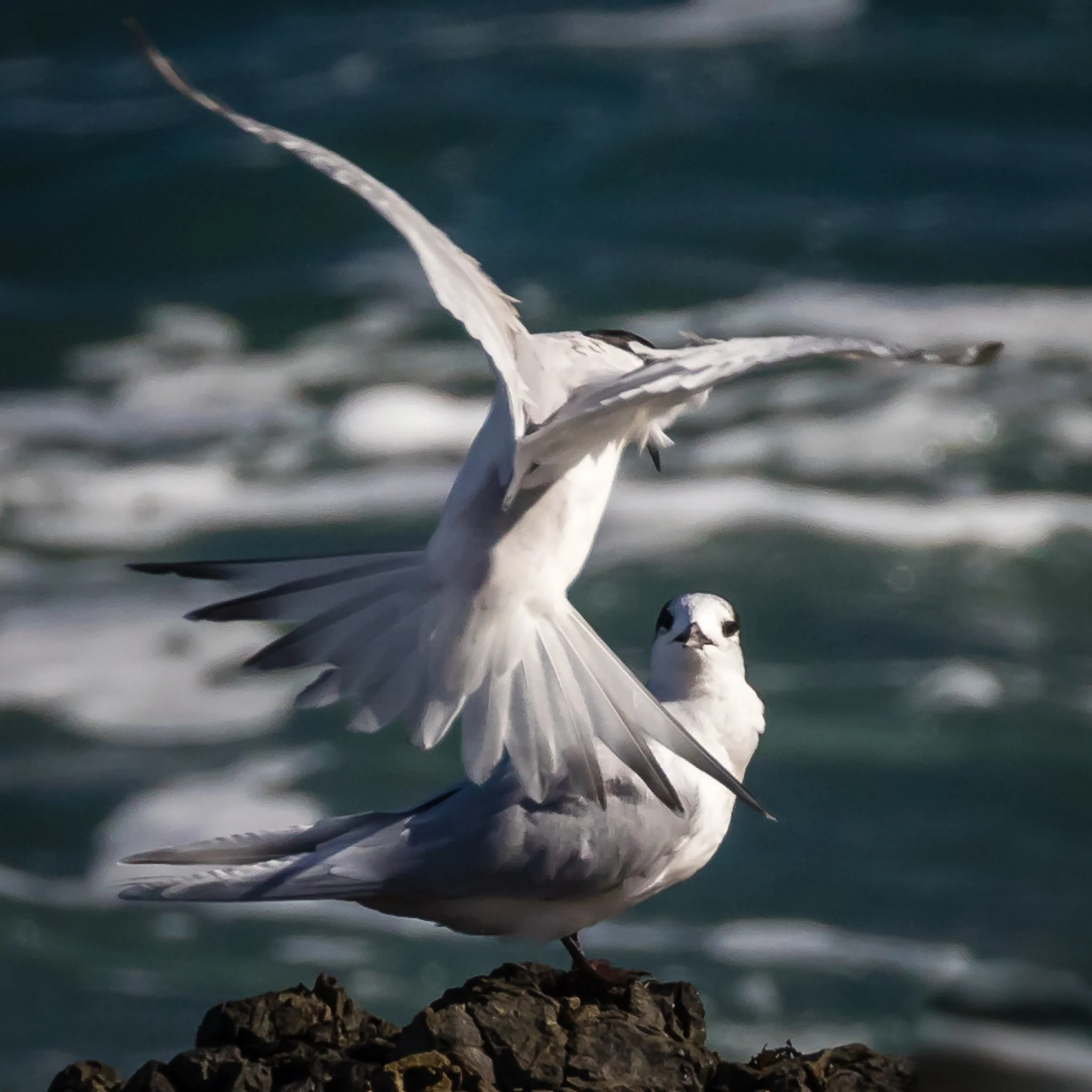 White-fronted Tern