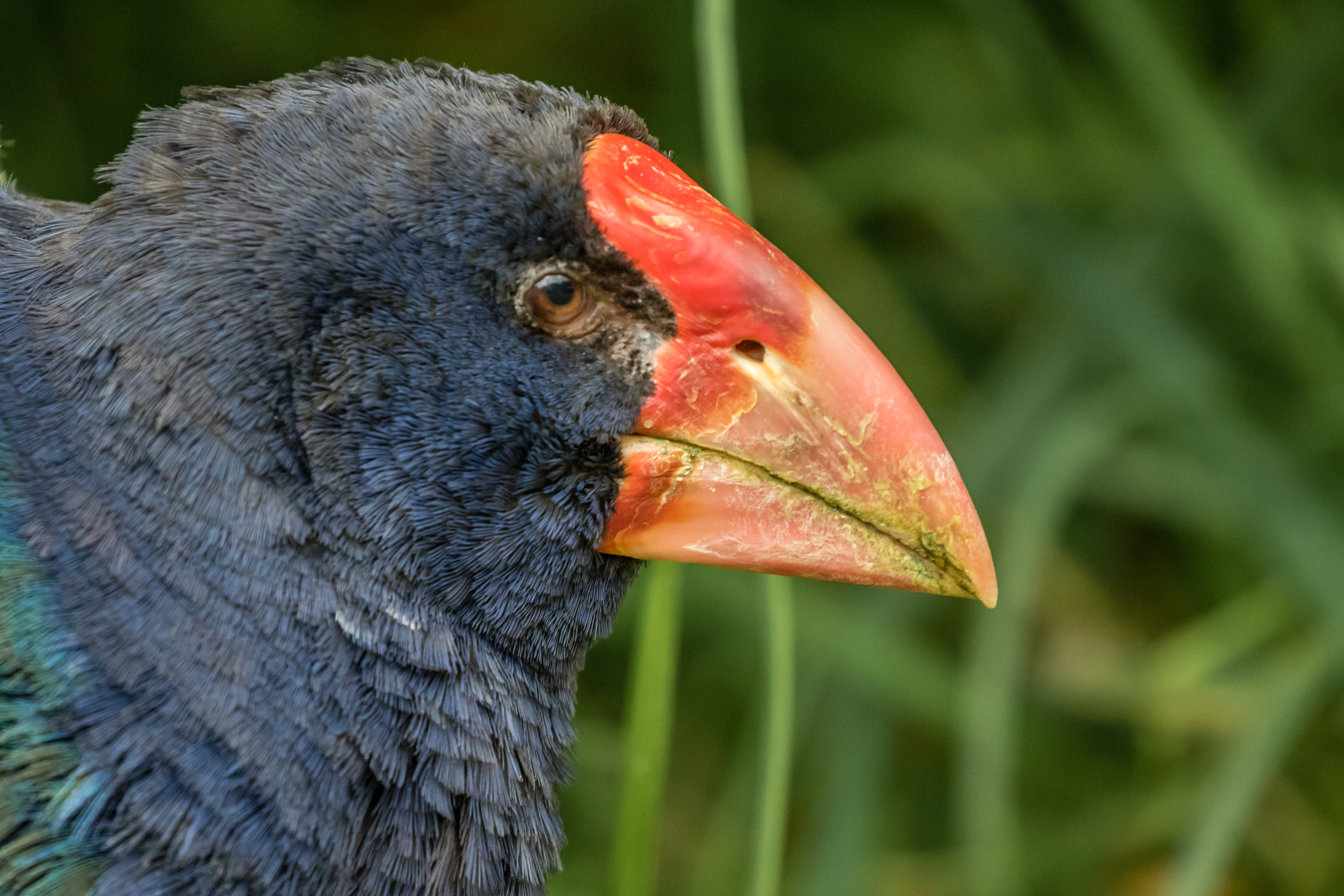 Takahe