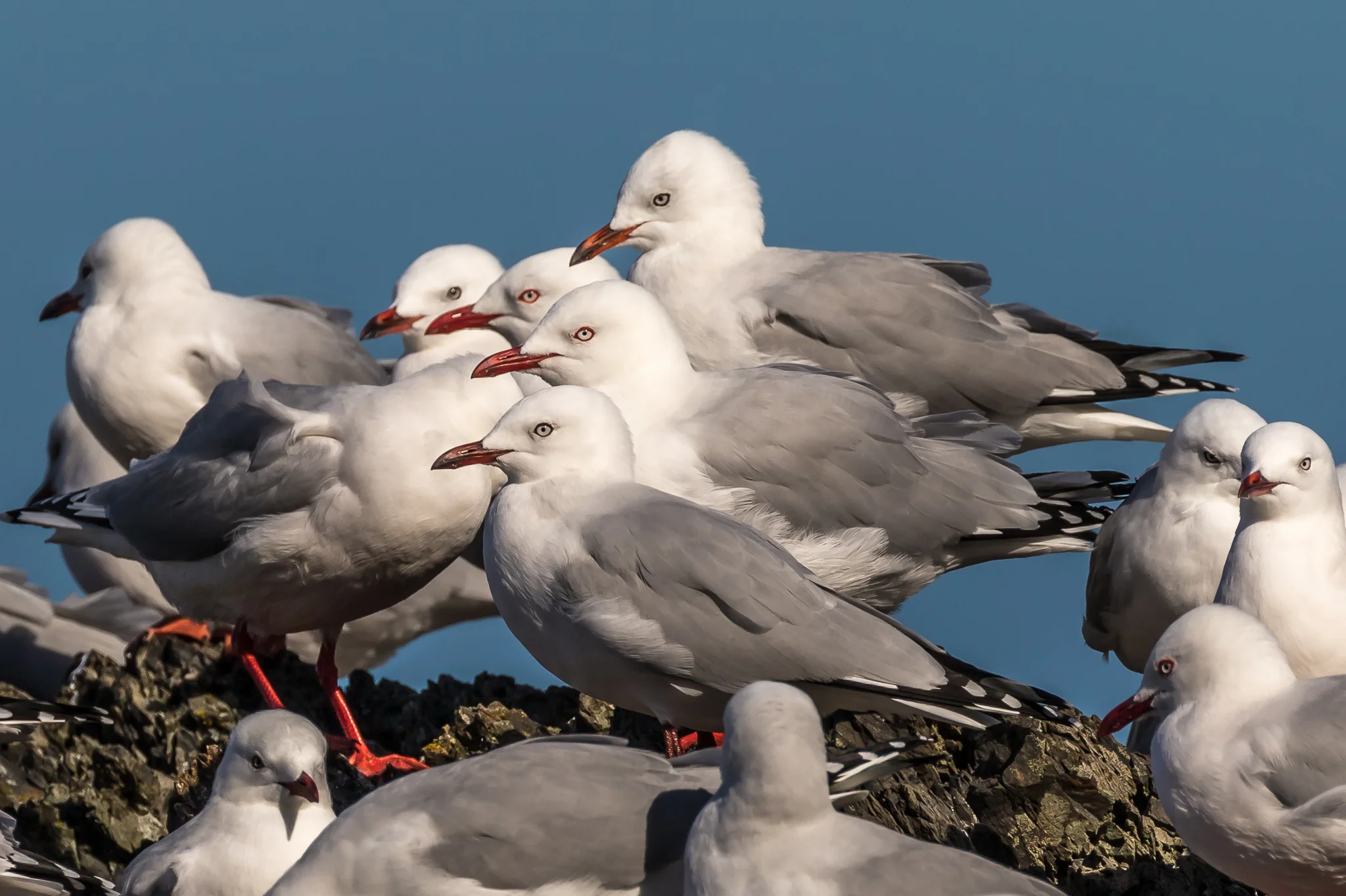 Red-billed Gull