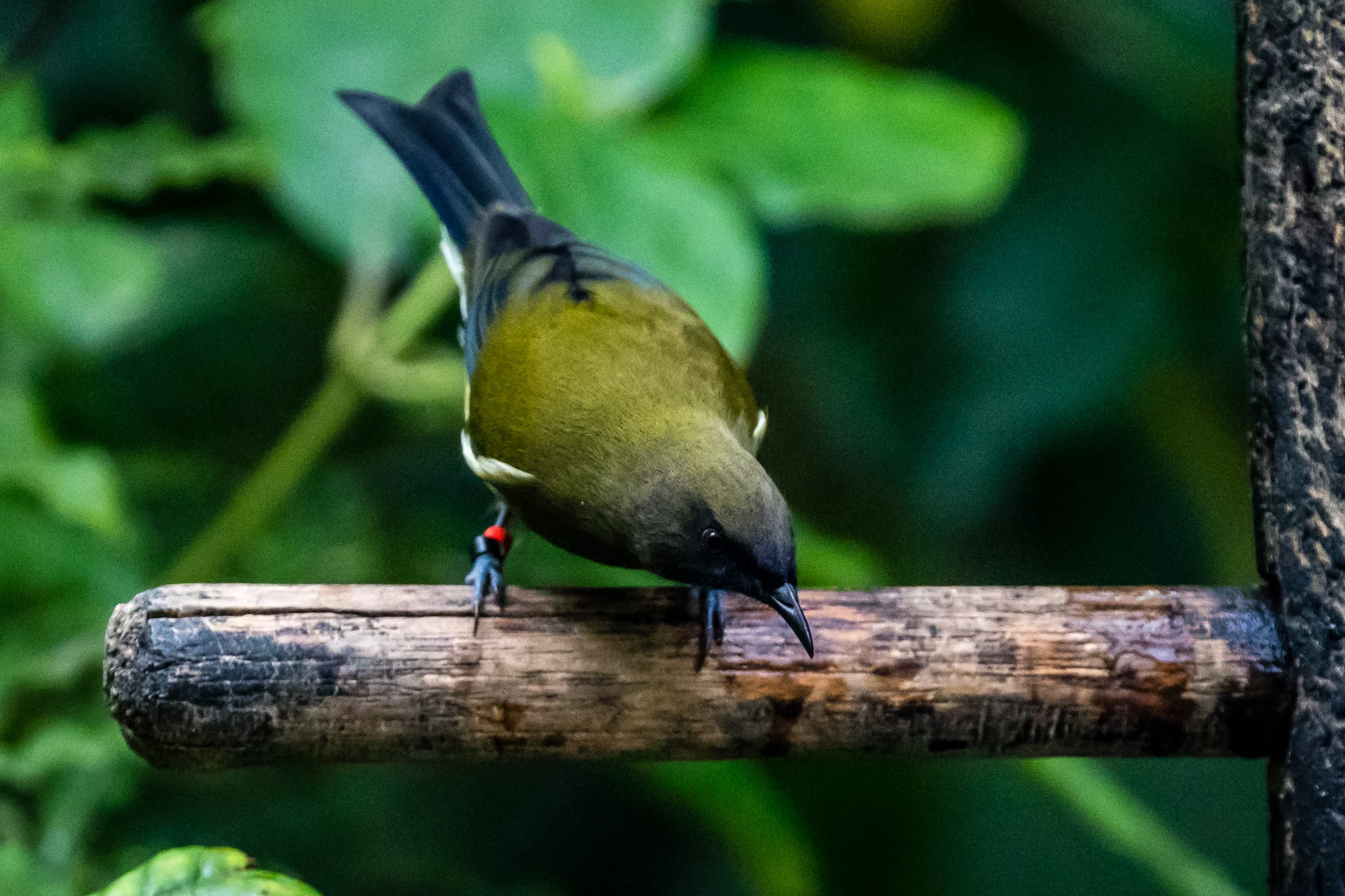 New Zealand Bellbird