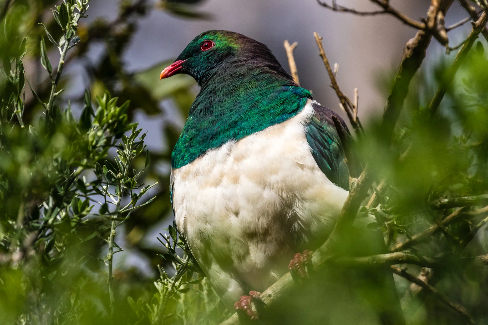 New Zealand Pigeon