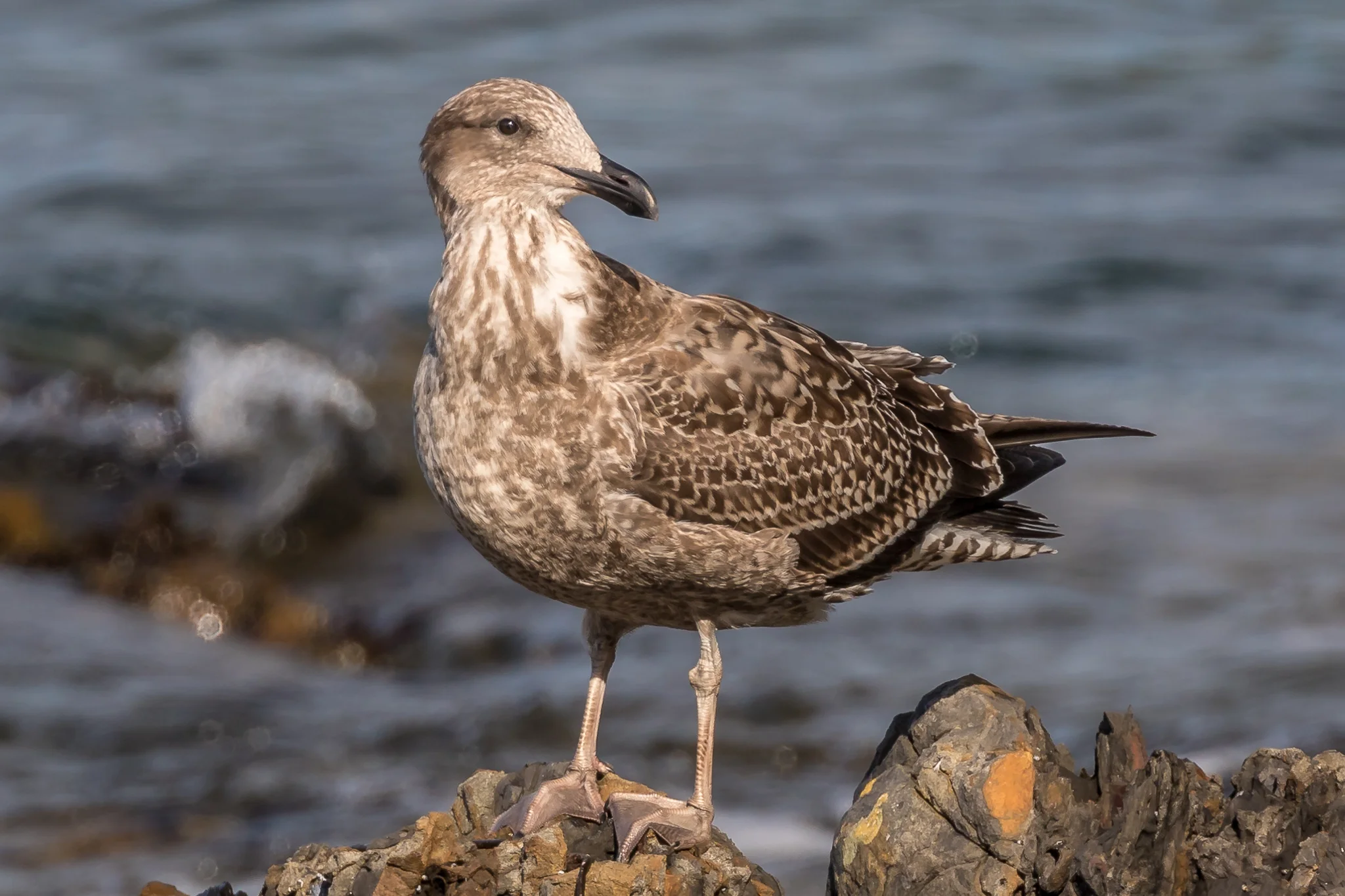 Southern Black-backed Gull