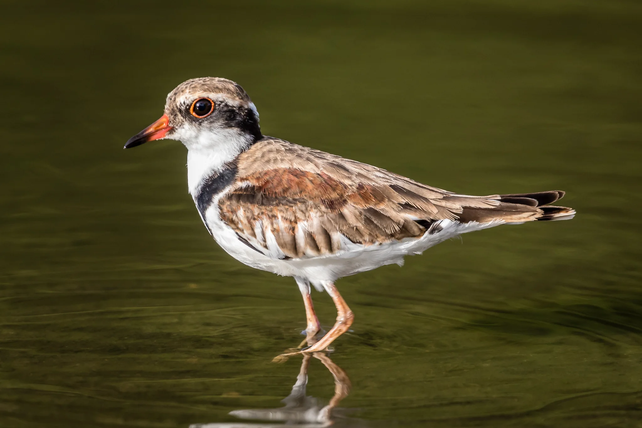 Black-fronted Dotterel