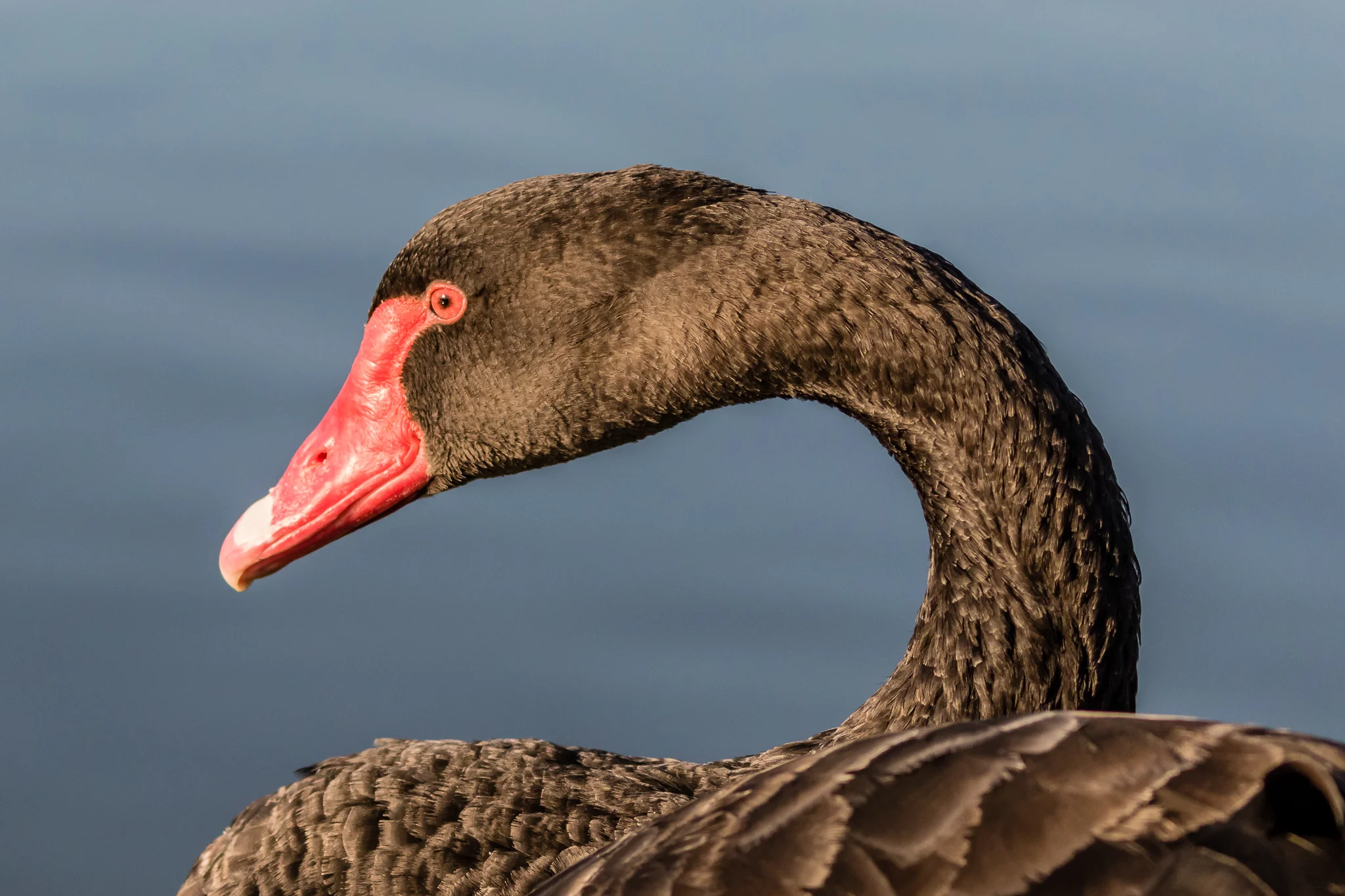 Black Swan