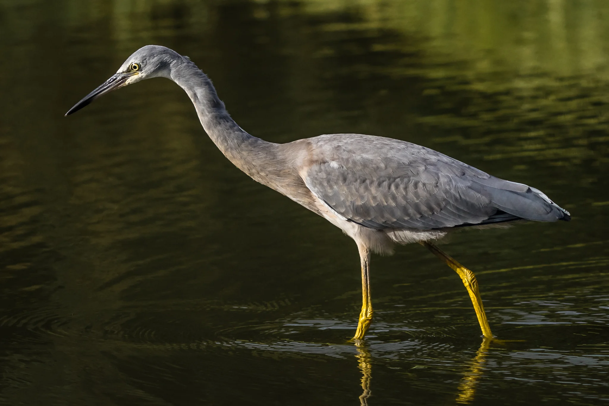 White-faced Heron