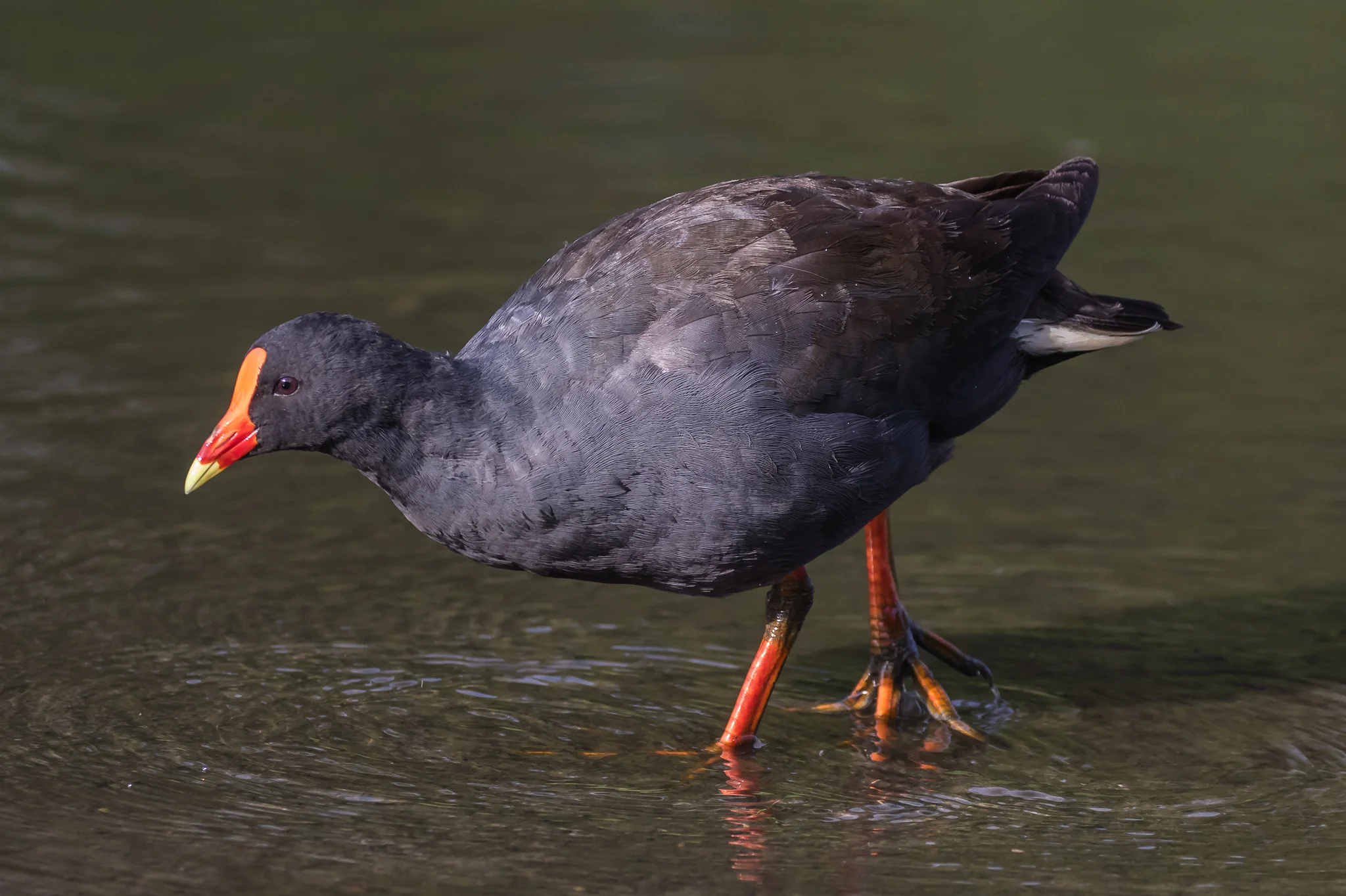 Dusky Moorhen
