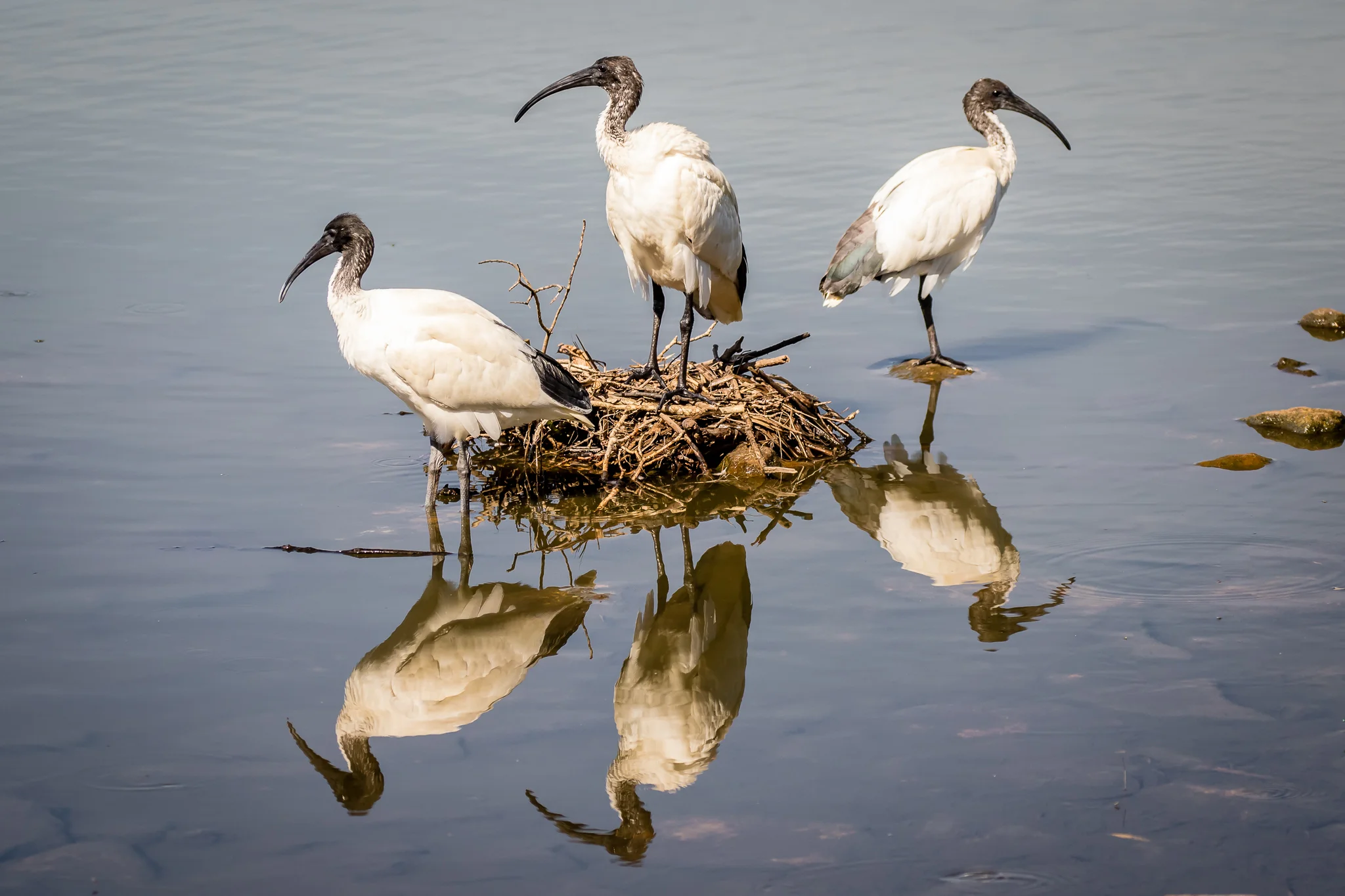Australian White Ibis