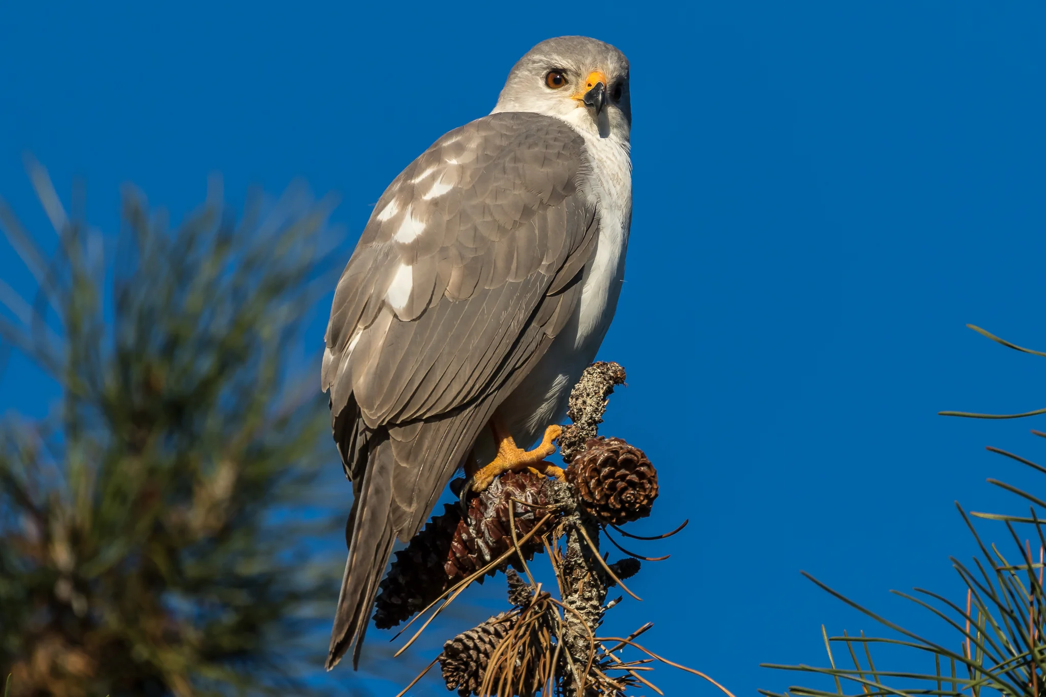 Grey Goshawk