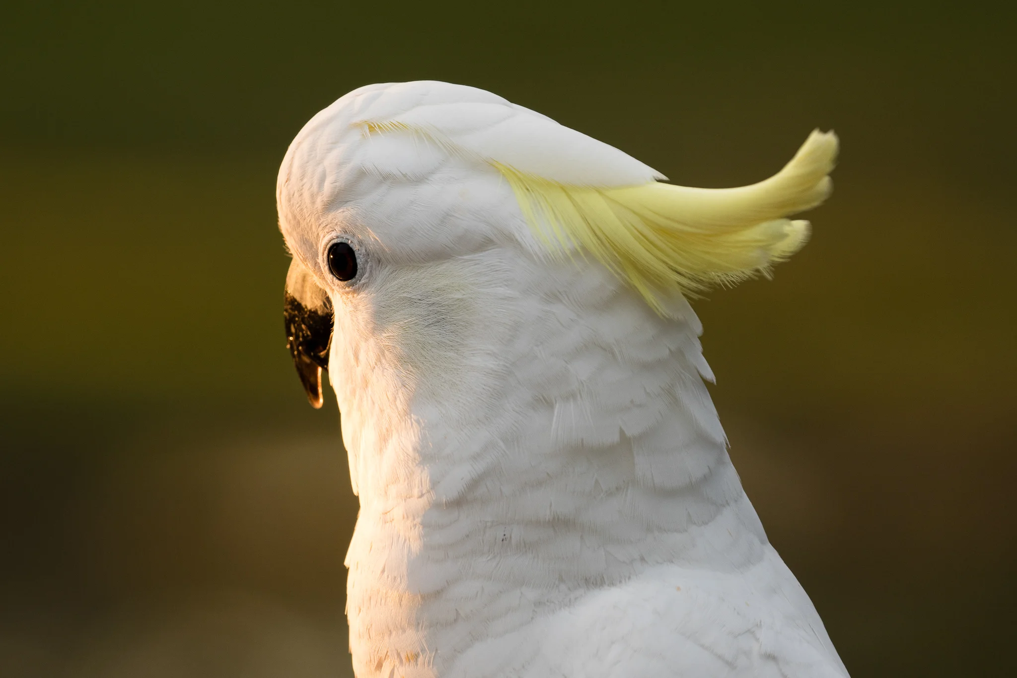 Sulphur-crested Cockatoo