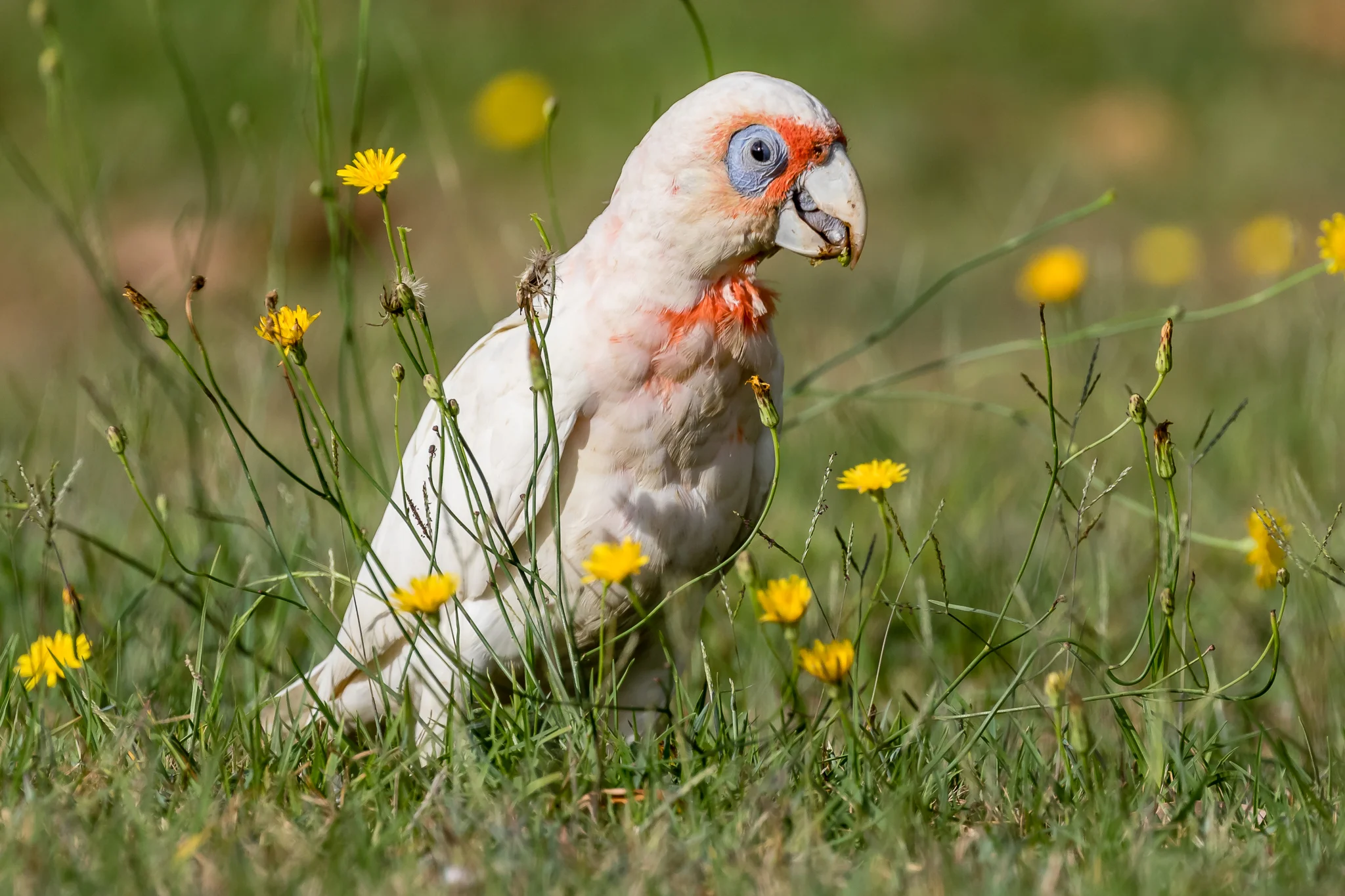 Long-billed Corella