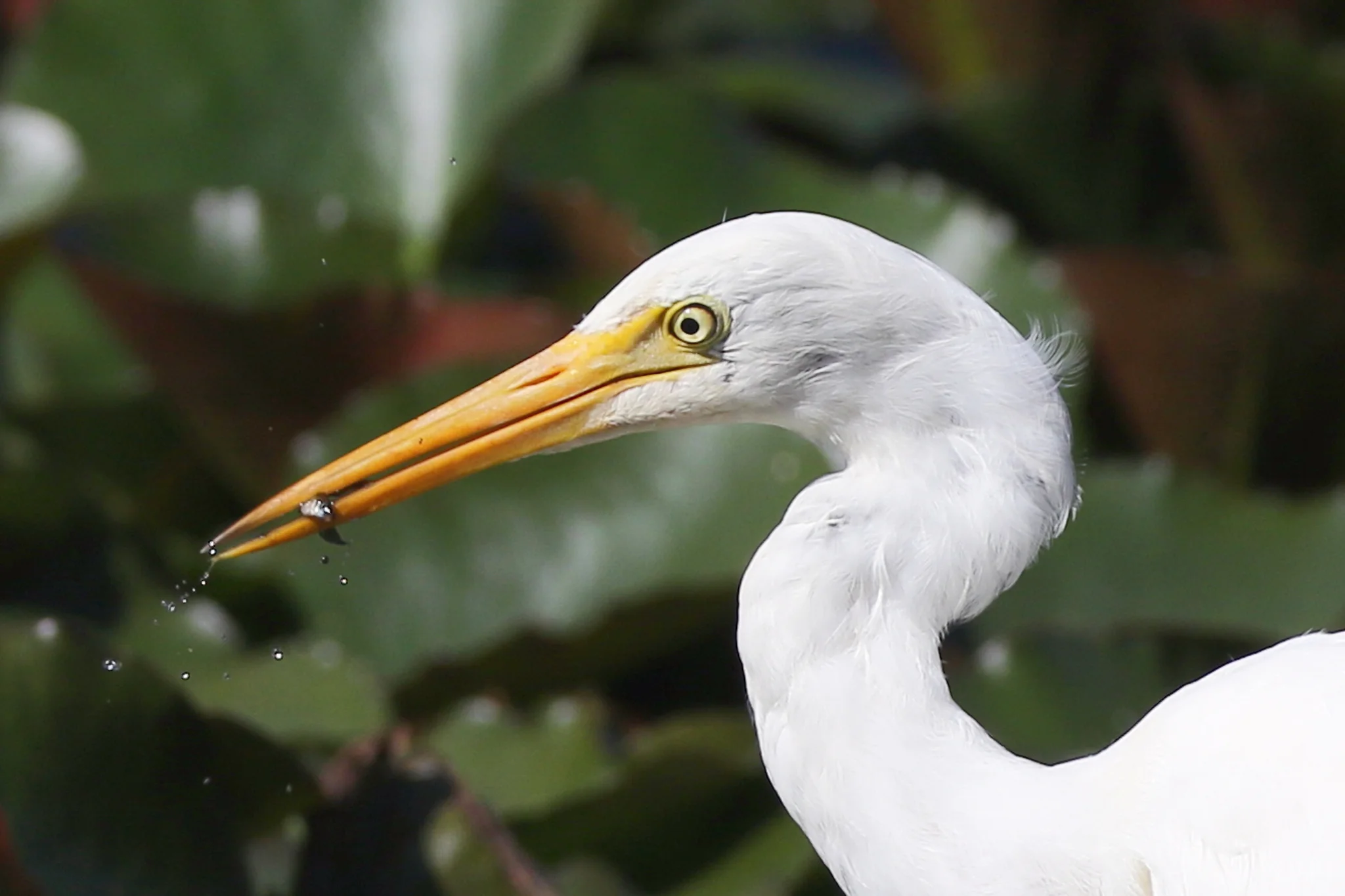 Intermediate Egret