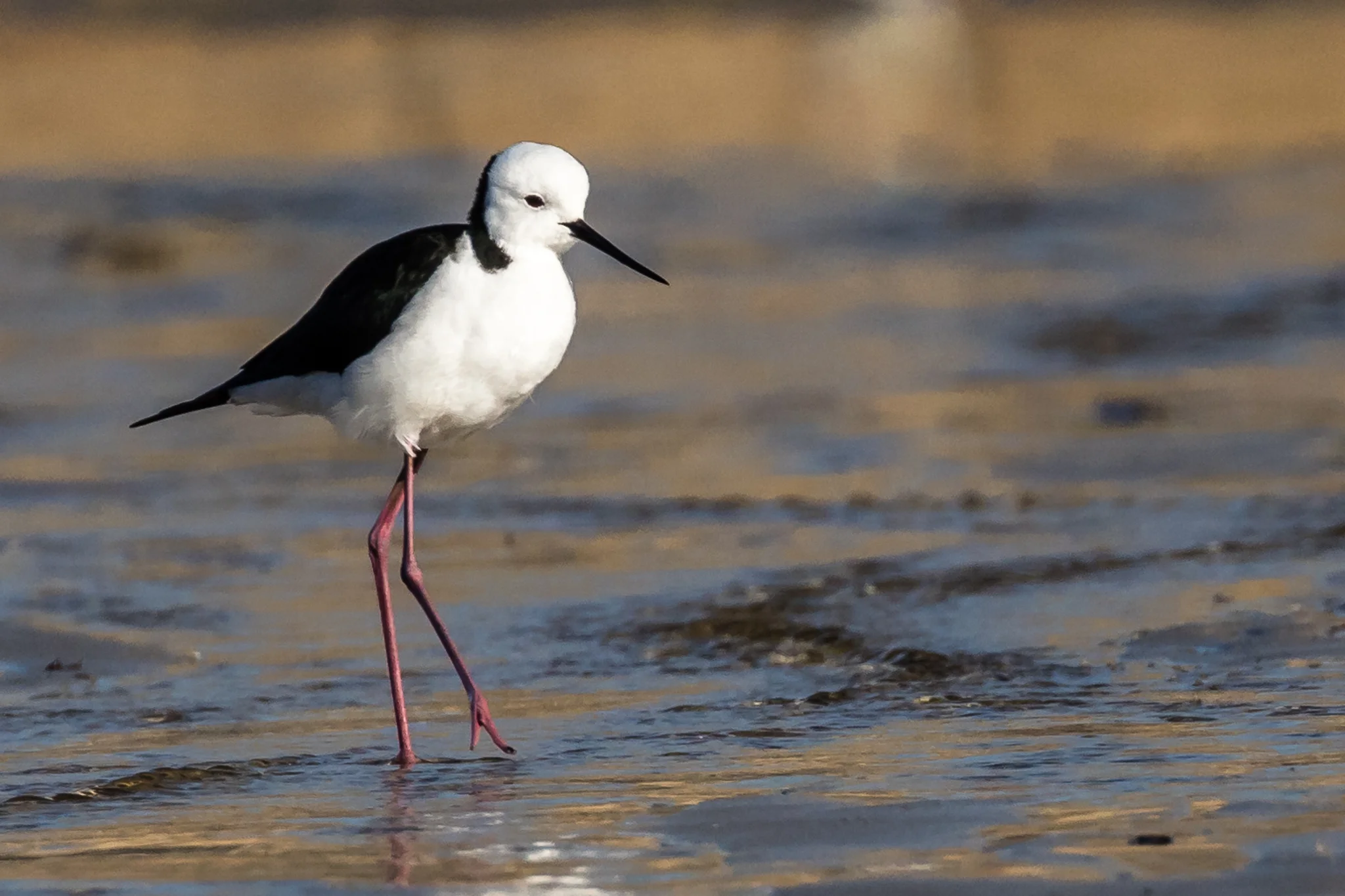 Black-winged Stilt