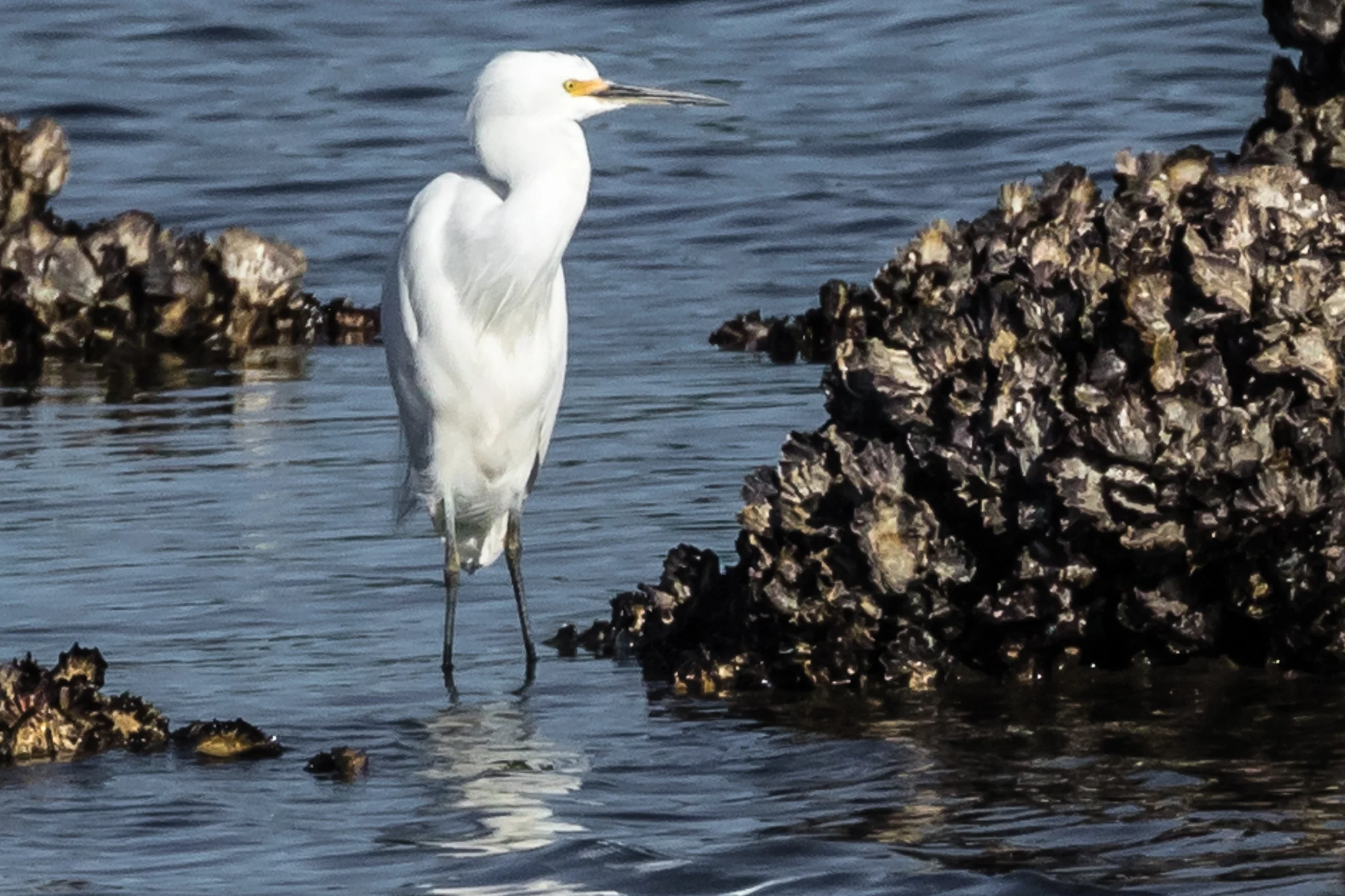Little Egret