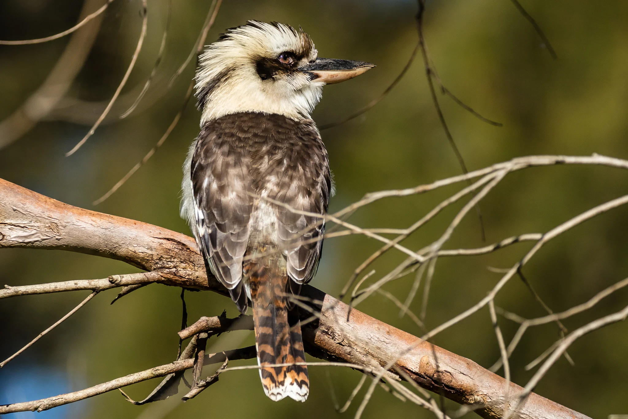 Laughing Kookaburra