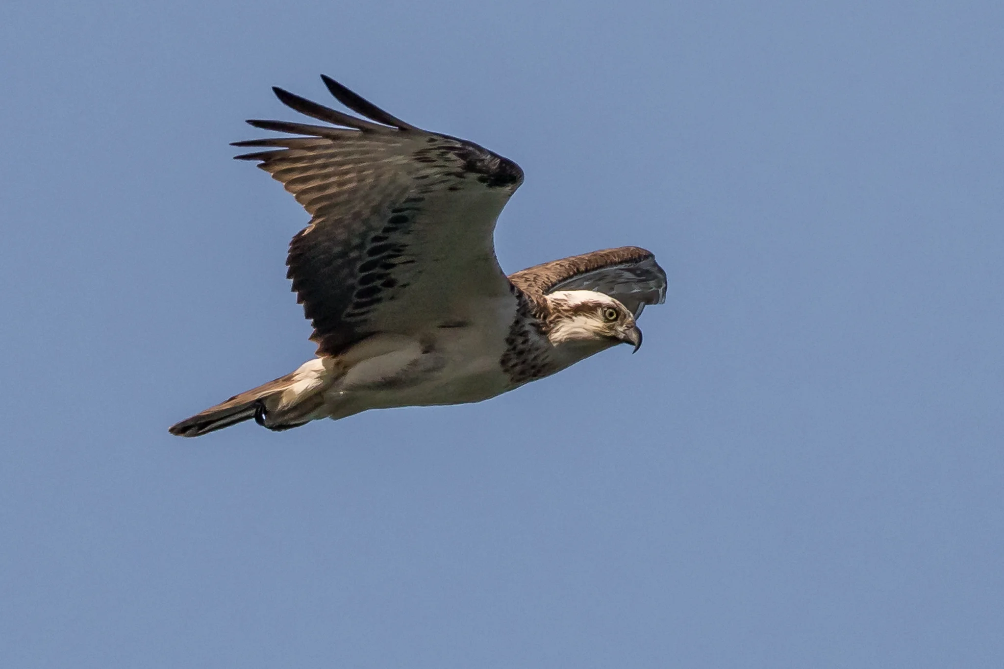 Eastern Osprey
