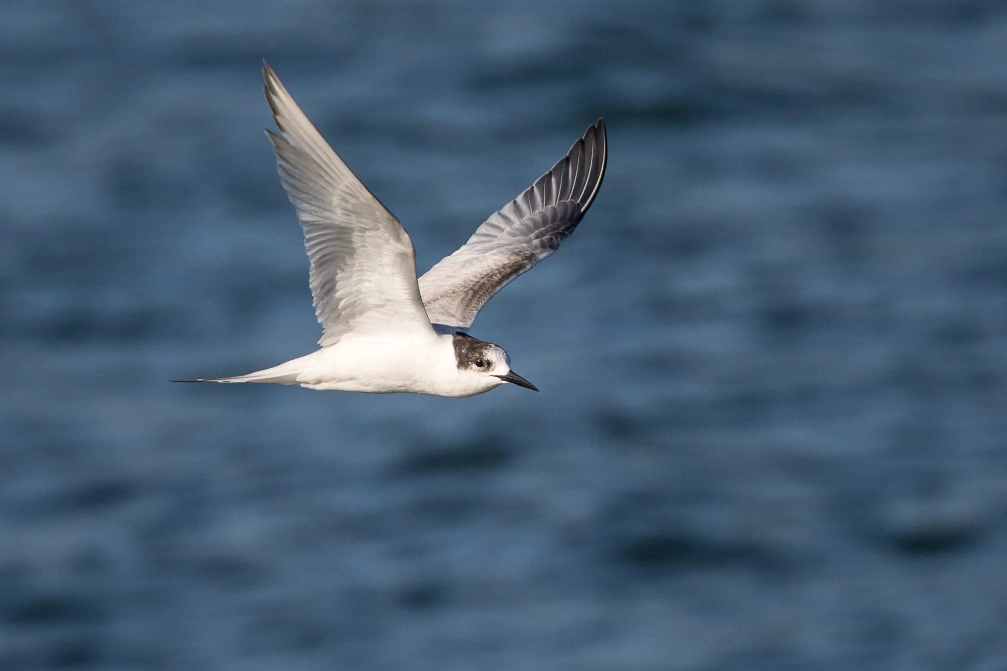 White-fronted Tern