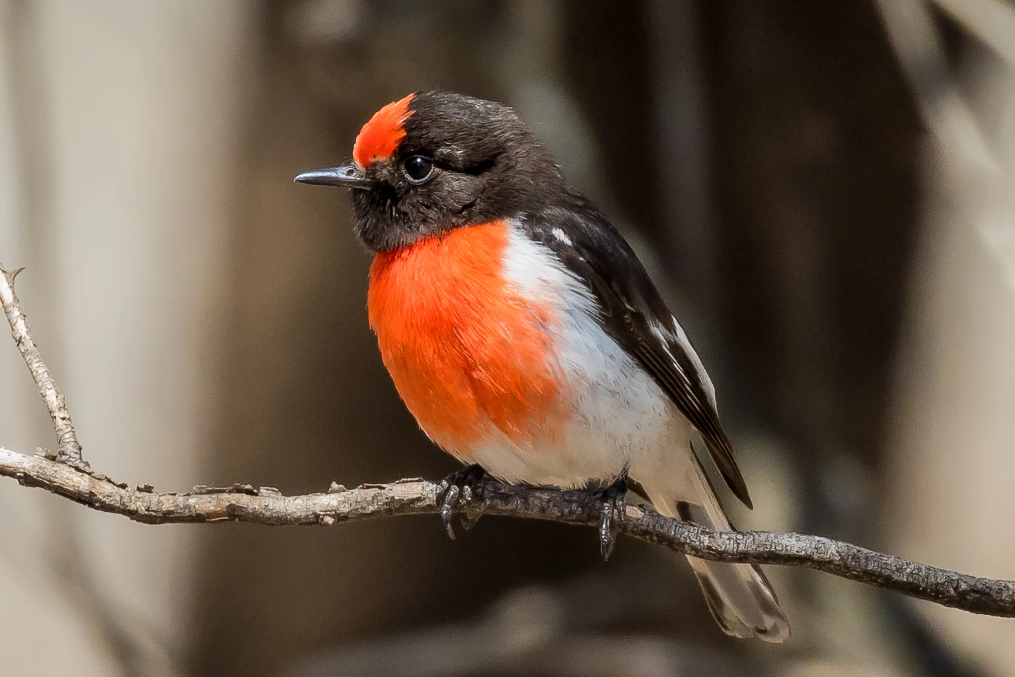 Smaller bushbirds also gather around the waterhole. This Red-capped Robin is the most common of the Robin family here.