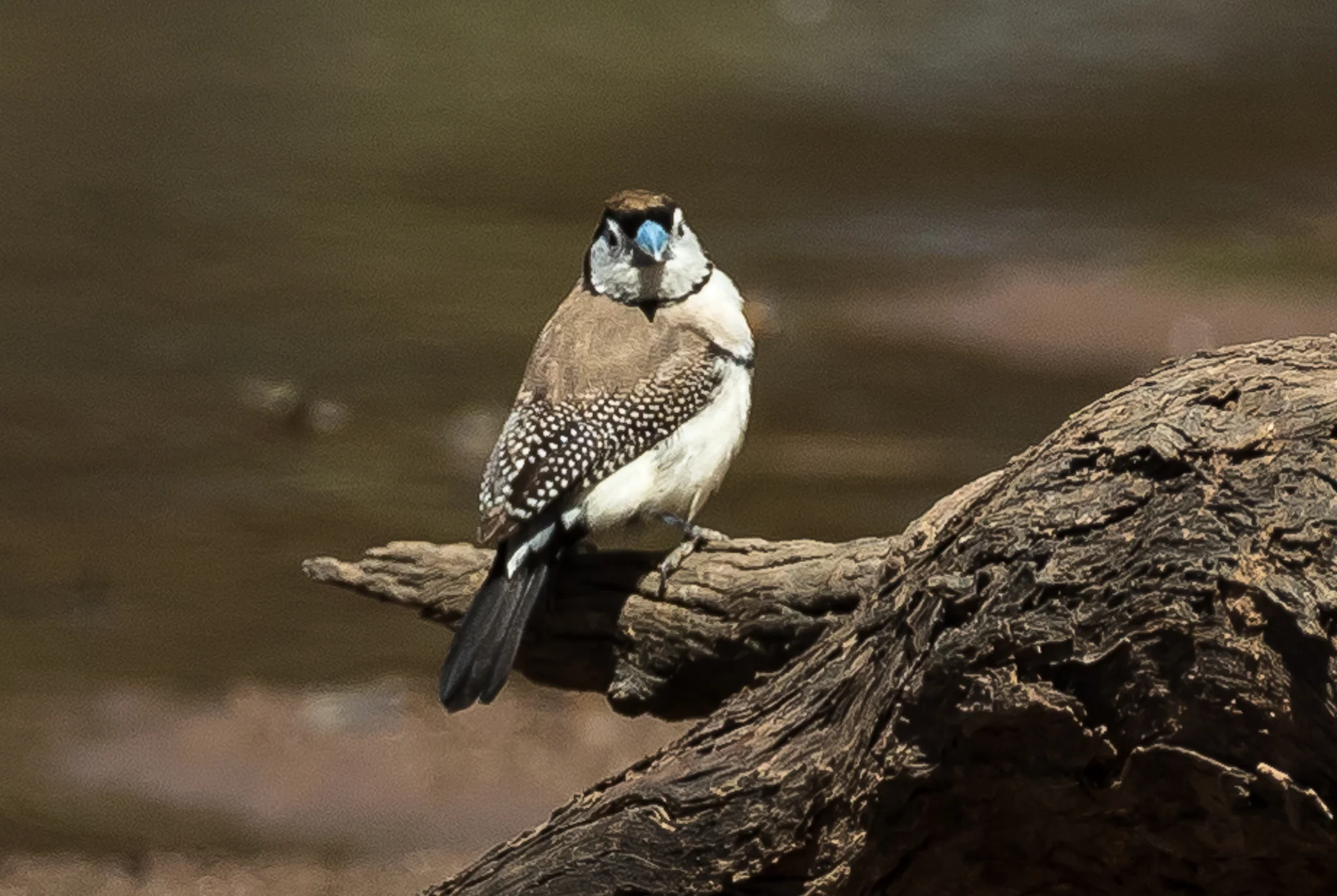 Double-barred Finches prefer dry grassy woodland and scrubland, feeding on seeds, but are never far from water. Again photographed at a waterhole in Cocoparra National Park.