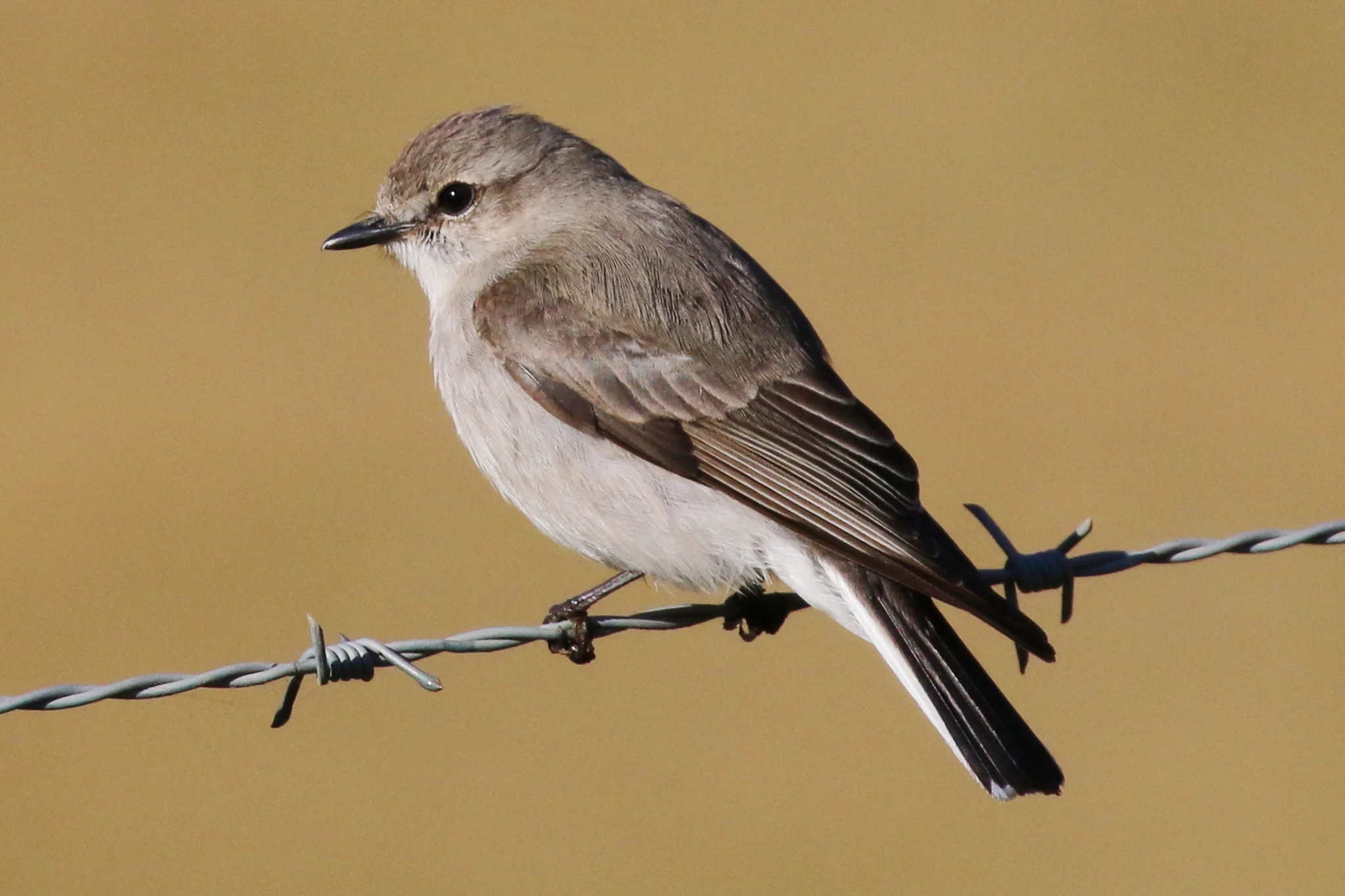 Jacky Winters prefer the open spaces of farmlands and parks. They are agile flyers and insect catchers. This bird was seen at the foot of the escarpment on the road to Porter Gap near Lake Conjola.