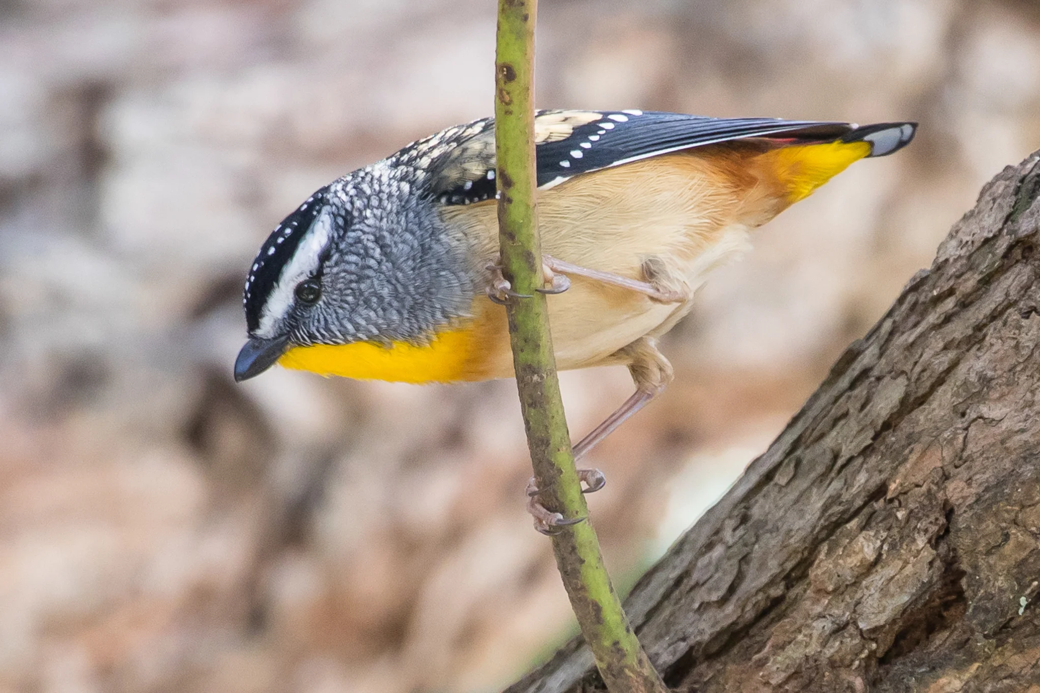 Spotted Pardalotes frequent the bush and the forests of Morton National Park. Some times, like this bird, Spotted Pardalotes are seen close to the beach. They feed on insects and manna.