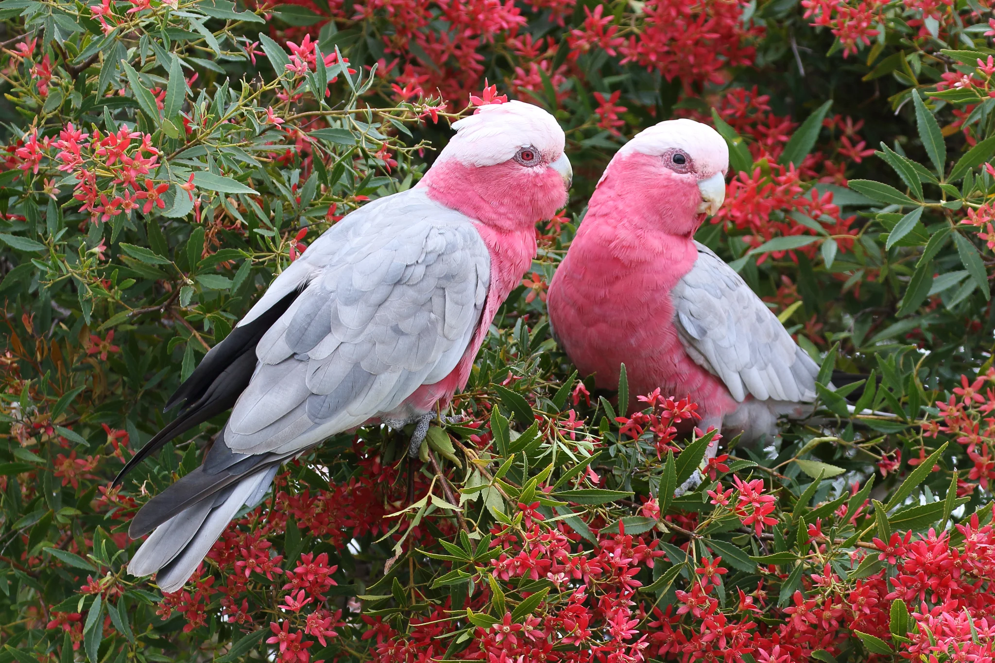 Galahs feed on seeds, usually on the ground, but here are supplementing their diet with blossom and nectar. South Coast parrots also include Rainbow Lorikeets, Crimson Rosellas, Gang Gang, Yellow-tailed Black Cockatoos, and Glossy Black Cockatoos.