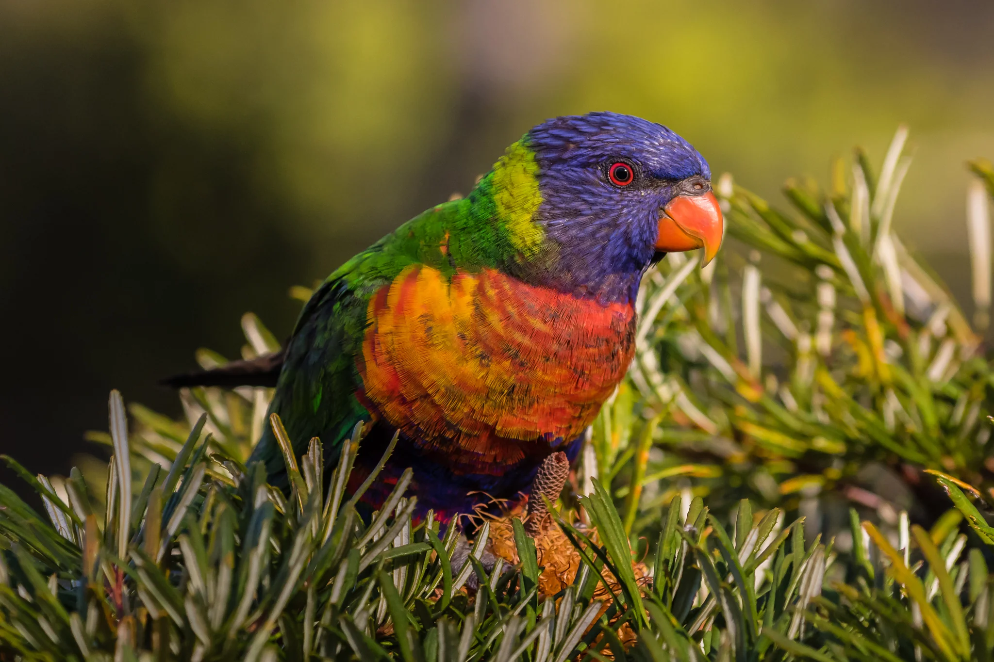 Rainbow Lorikeets fly in large and noisy flocks up and down the coast looking for flowering plants and nectar.