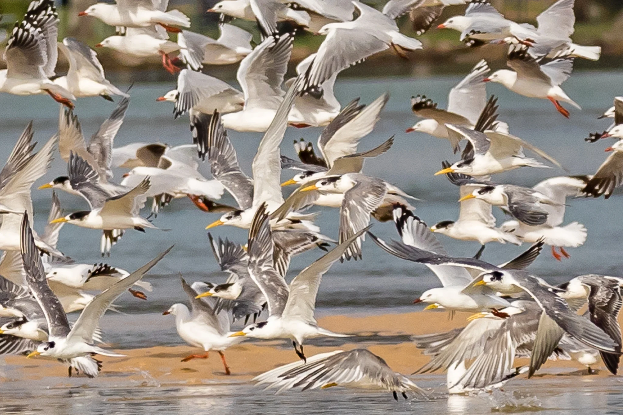 Crested Terns and Silver Gulls at Lake Conjola Entrance. They take off when danger threatens, perhaps a raptor is flying above? Pelicans; Little Terns; Pied and Sooty Oystercatchers; Red-capped, Double-banded and Hooded Plovers are seen on South Coast beaches.