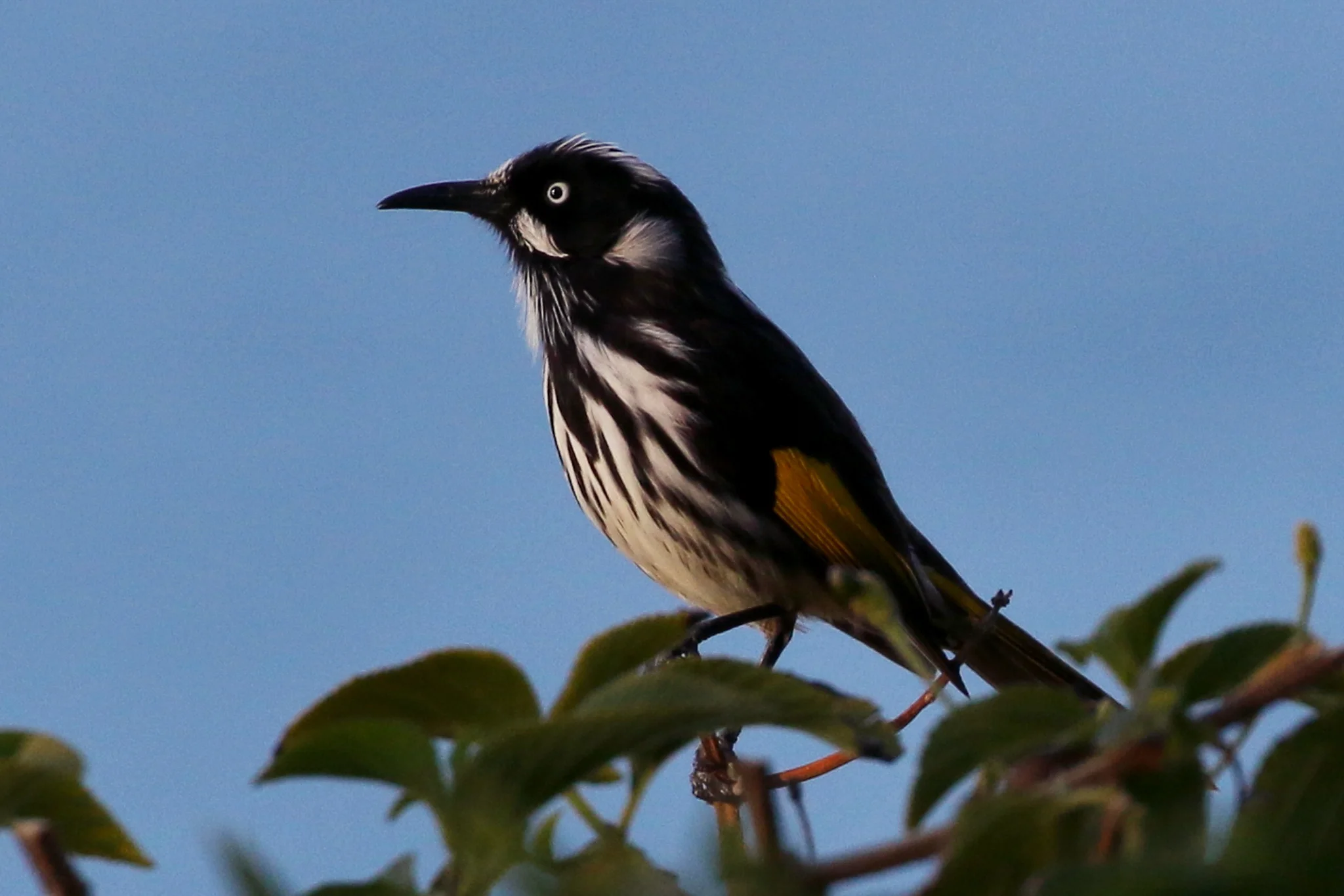 The New Holland Honeyeater is one of the most common Honeyeaters, here seen feeding on nectar from flowering coastal shrub.