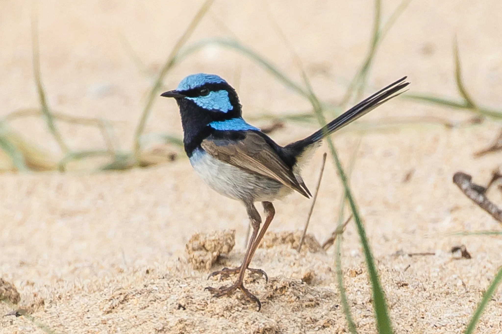 This Superb Fairy-wren is on the beach today. More usually it will be feeding in low bush and grass, looking for insects. The Superb Fairy-wren is a common companion through the South Coast area.