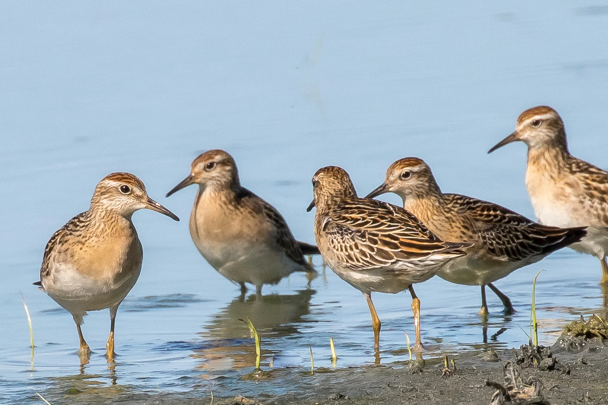Sharp-tailed Sandpipers breed in Siberia then cross the Pacific to spend the summer at Australia's inland waterways. They feed on insects, molluscs and worms. Photographed at Fivebough Wetlands.