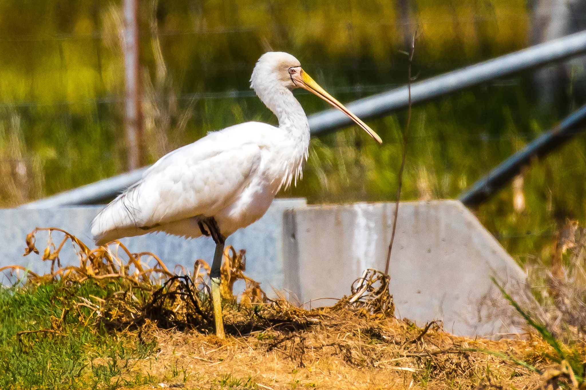 Waterbirds like this Yellow-billed Spoonbill go fishing in the roadside irrigation channels. The areas irrigation channels and dams are home to a wide variety of waterbirds.