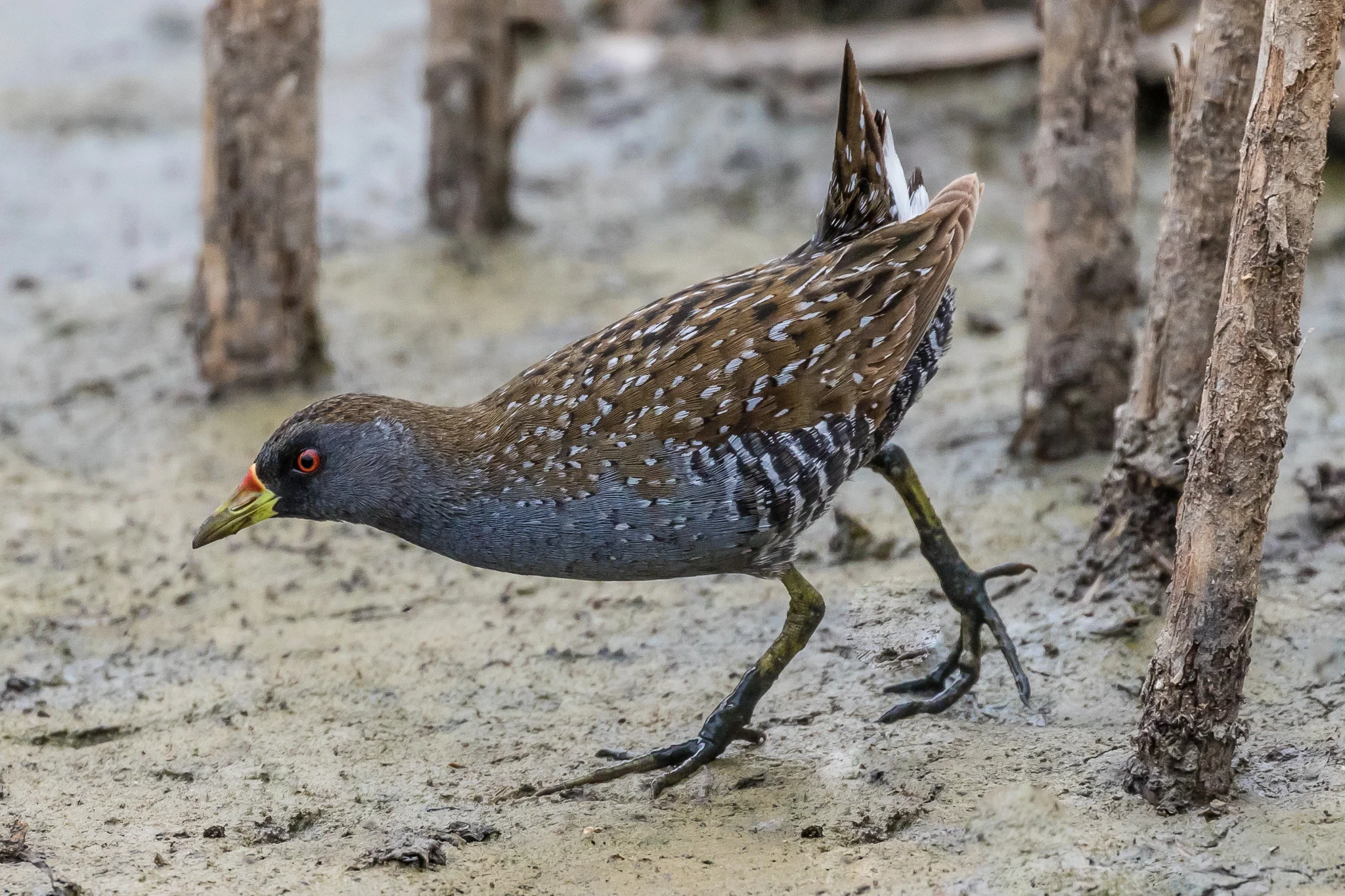 Australian Spotted Crake at Fivebough Wetlands, one of Australia's Ramsar (Convention on Wetlands of International Importance) sites. The Australian Spotted Crake hides in the wetlands dense vegetation, searching for molluscs, insects and crustaceans.