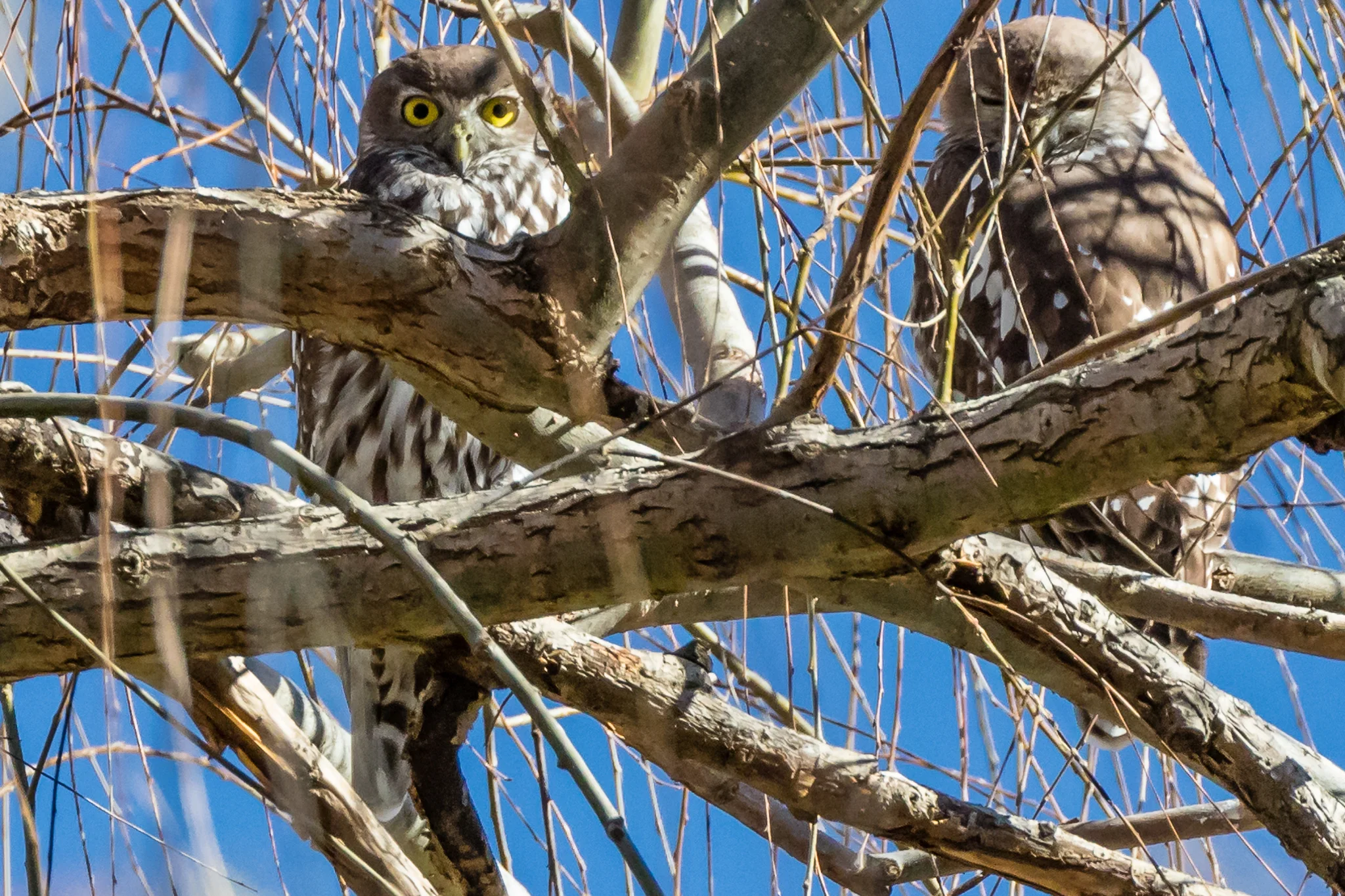 The Barking Owl is rarely seen but their distinctive "little dog" barking call may be heard at night.They frequent where forest meets farmland especially in river side trees. The two owls above are roosting close to a small stream that will provide their fare of small animals, birds, reptiles and insects.