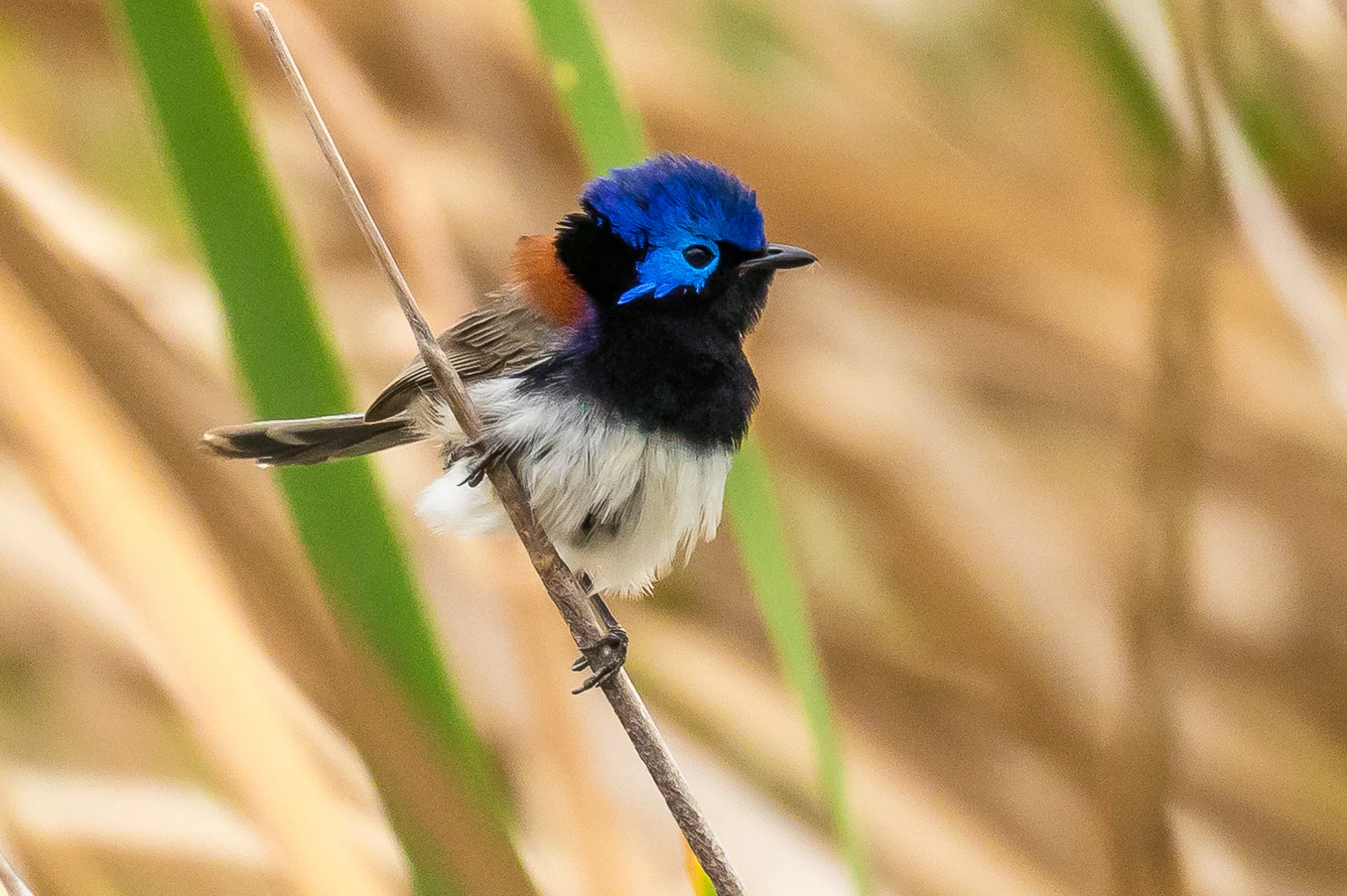 The Variegated Fairy-wren lives across most of Australia. They move through the base of shrubs and grasses looking for insects.
