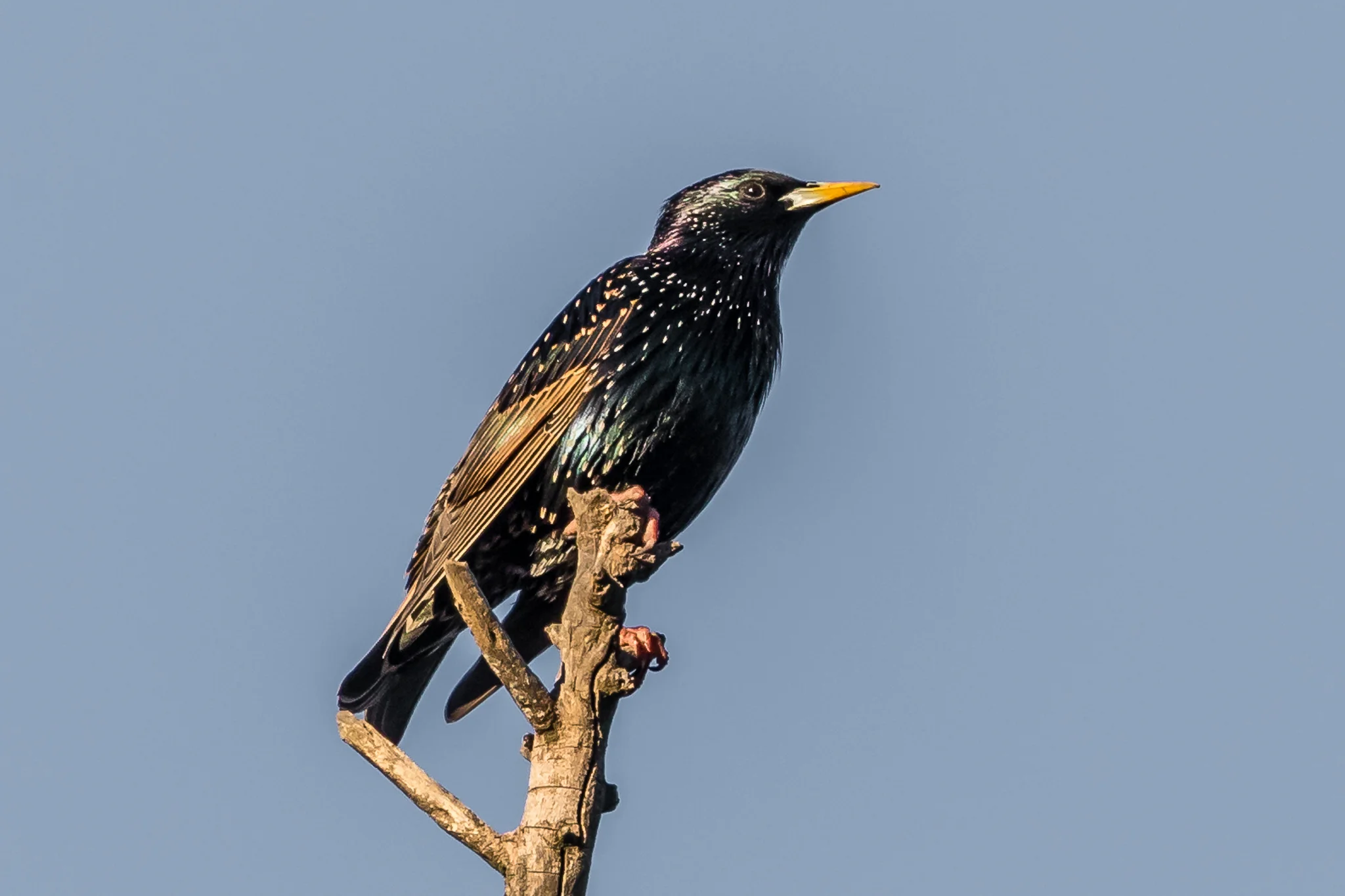 An immigrant from Europe, the Common Starling has thrived across the grasslands and farmlands of southeast Australia. Starlings feed on seeds and insects from the ground in flocks that vary from a few to many hundreds of birds.