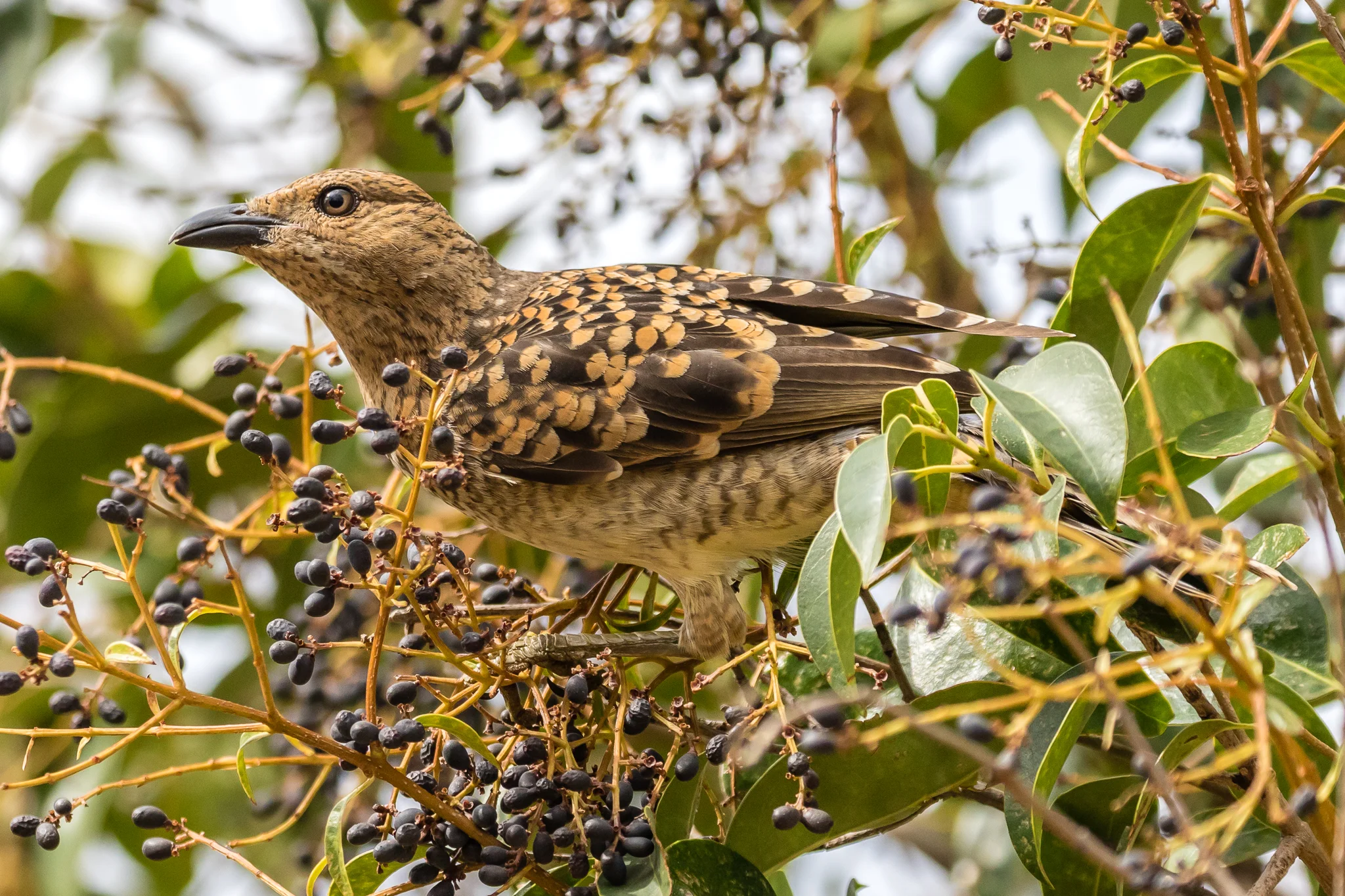 Male Spotted Bowerbirds make bowers from grass. Unlike the coastal Satin Bowerbird, who decorate with blue objects, Spotted Bowerbirds decorate their bower with green and white objects to impress females. Photographed at the motel in Rankin Springs.