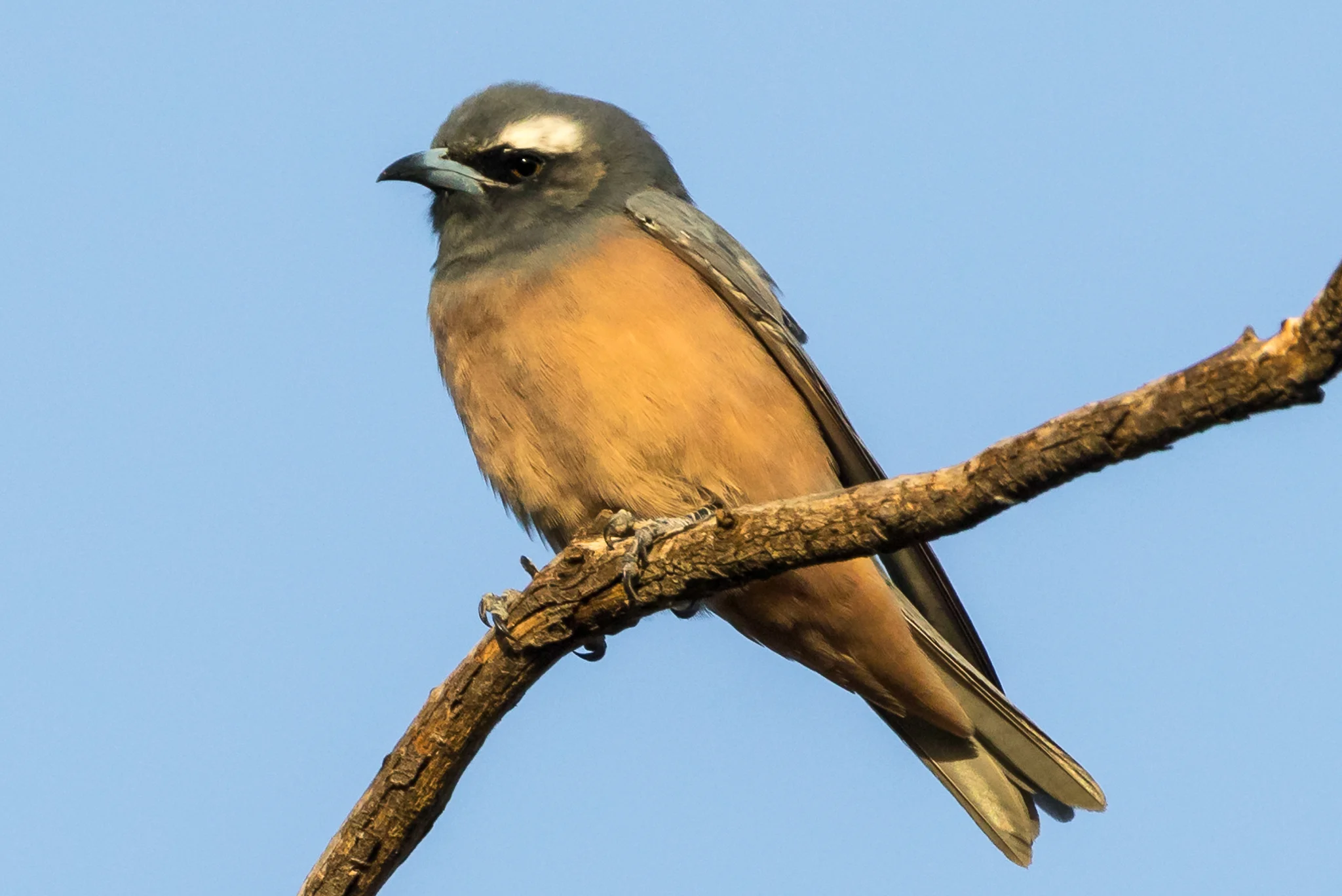 The White-browed Woodswallow is a summer visitor to inland south-eastern Australia, returning north for the winter. It feeds on both insects and nectar and is seen in a wide range of habitats, sometimes in very large flocks.