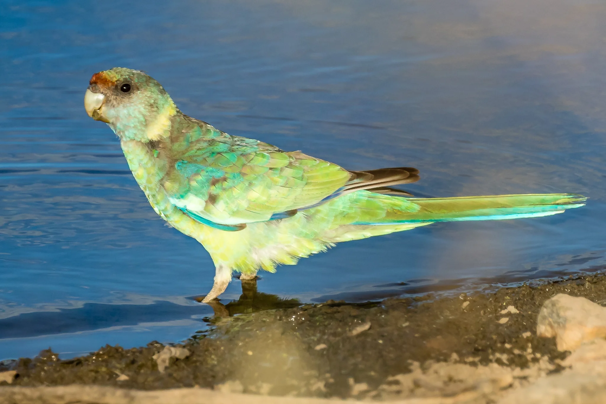 The Mallee version of the Australian Ringneck parrot is distinguished by its red frontal band and blue grey upper back. The waterholes around Rankin Springs are excellent places to see parrots, honeyeaters and water birds of the woodlands and the arid lands.