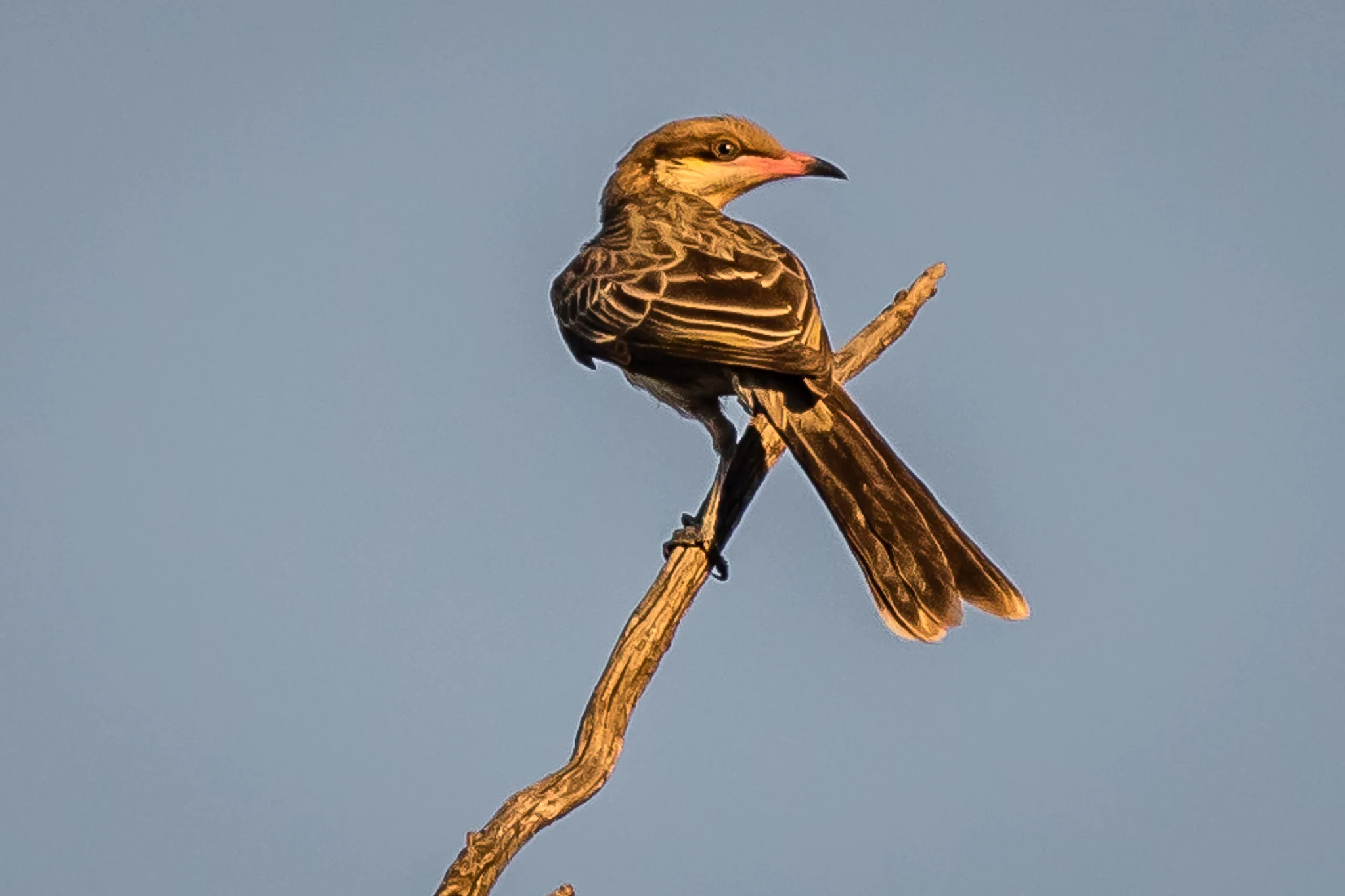 The Spiny-cheeked Honeyeater feeds on nectar and fruit, but also eats insects, reptiles and sometimes baby birds. In the arid woodland, mallee and scrub it fills a similar role to the Wattlebirds of the coast. They are widespread around Rankin Springs.