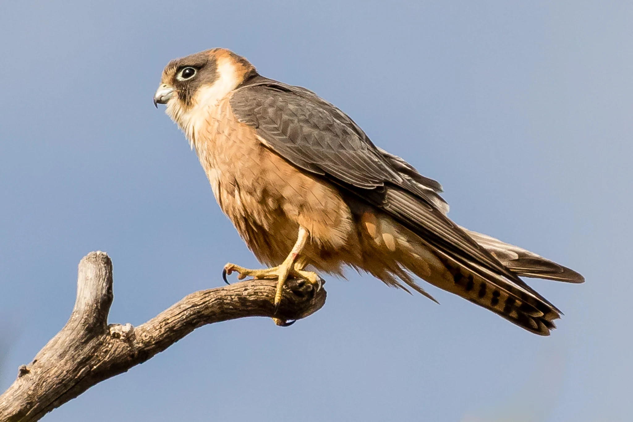 The Australian Hobby, a small member of the Falcon family. Swift in flight, it catches and eats its prey on the wing. This bird was seen hunting in an open space on the fringes of the Cocopara Nature Reserve.