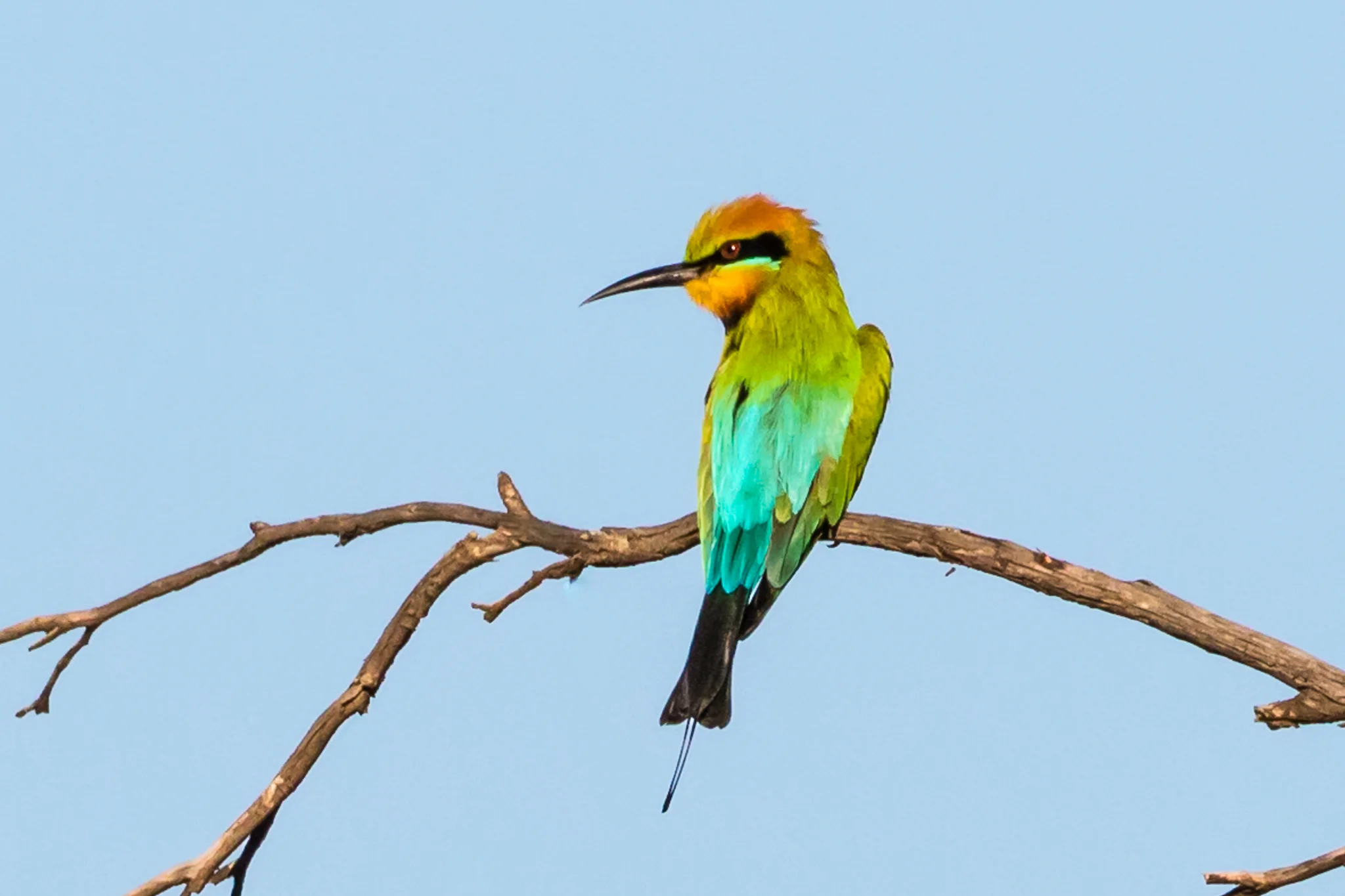 Rainbow Bee-eaters spread to southern Australia in spring. Bee-eaters catch insects then return to the perch to eat. Often seen in more open scrub-land and remnant vegetation on farms. Usually not too far from water.