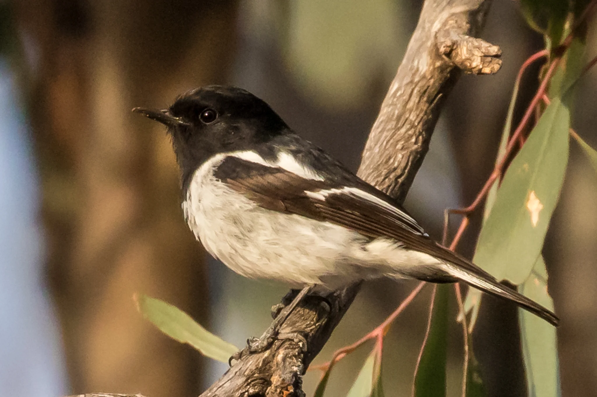 Hooded Robins sit on low branches in the forest, swooping to the ground to feed on insects. They are found in woodlands across most of Australia but numbers are diminishing in some places along with other woodland birds.