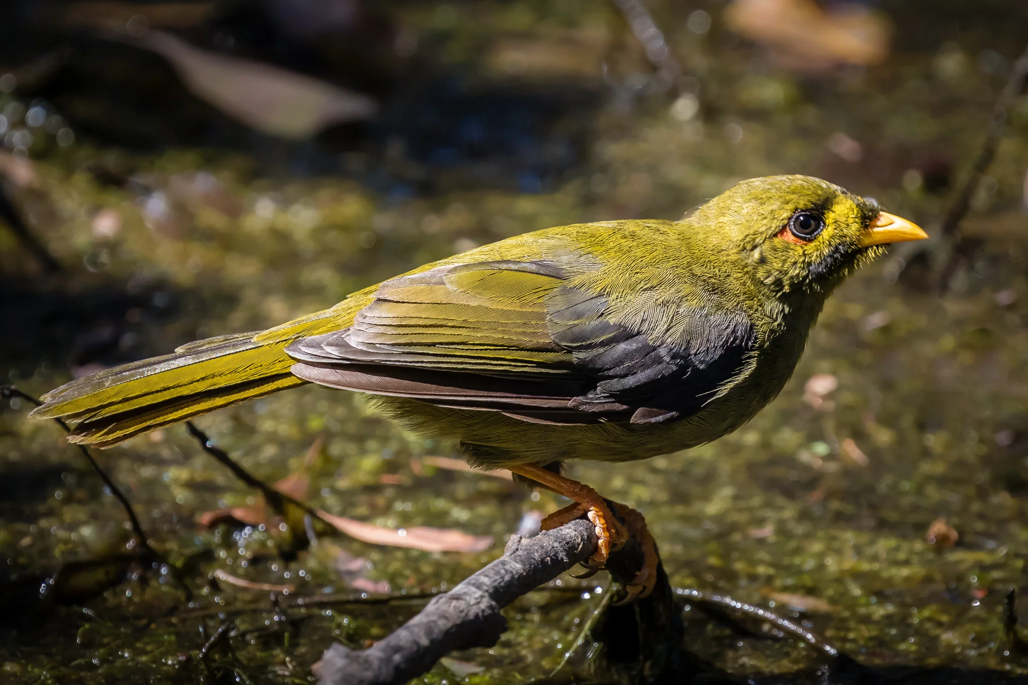 The Bell Miner (20 cm) is named for its beautiful bell-like call. But like the Noisy Miner it is an aggressive and territorial coloniser taking over from other species.