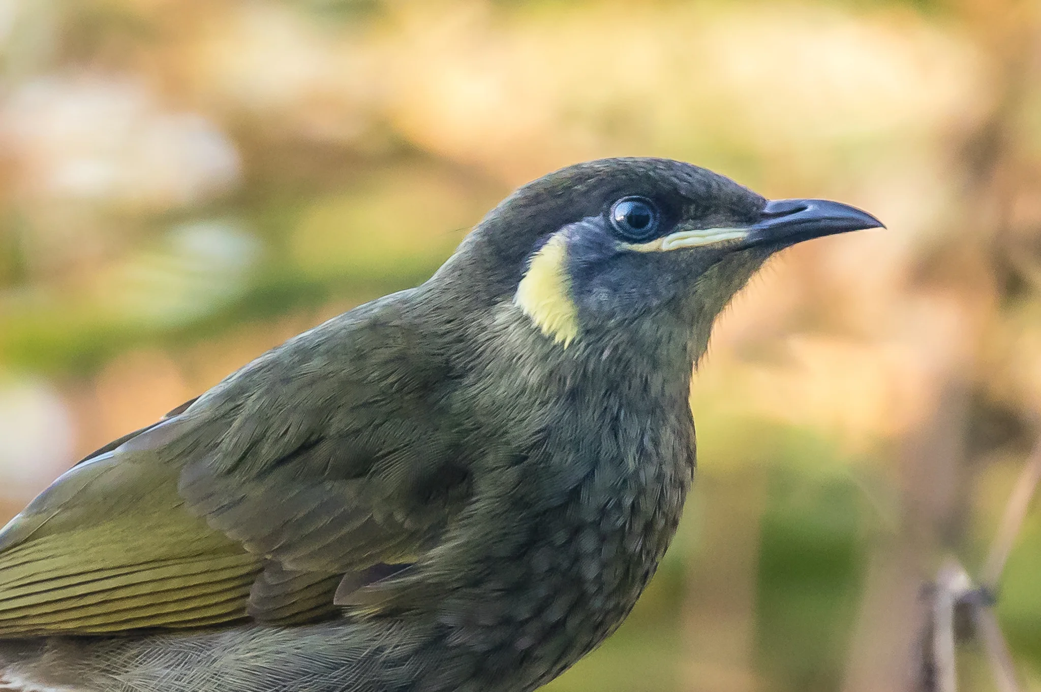 Lewin's Honeyeater (22 cm) frequents the wetter forests of Australia's eastern coast. They forage for insects in tree bark as well as nectar and fruits.