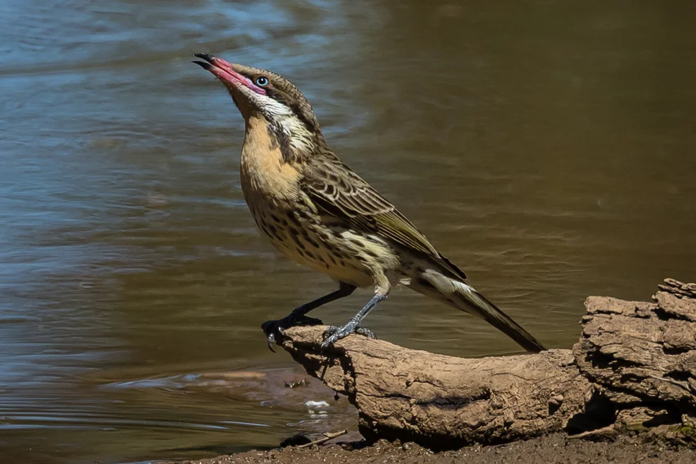 Australian Honeyeaters Australia's Wonderful Birds