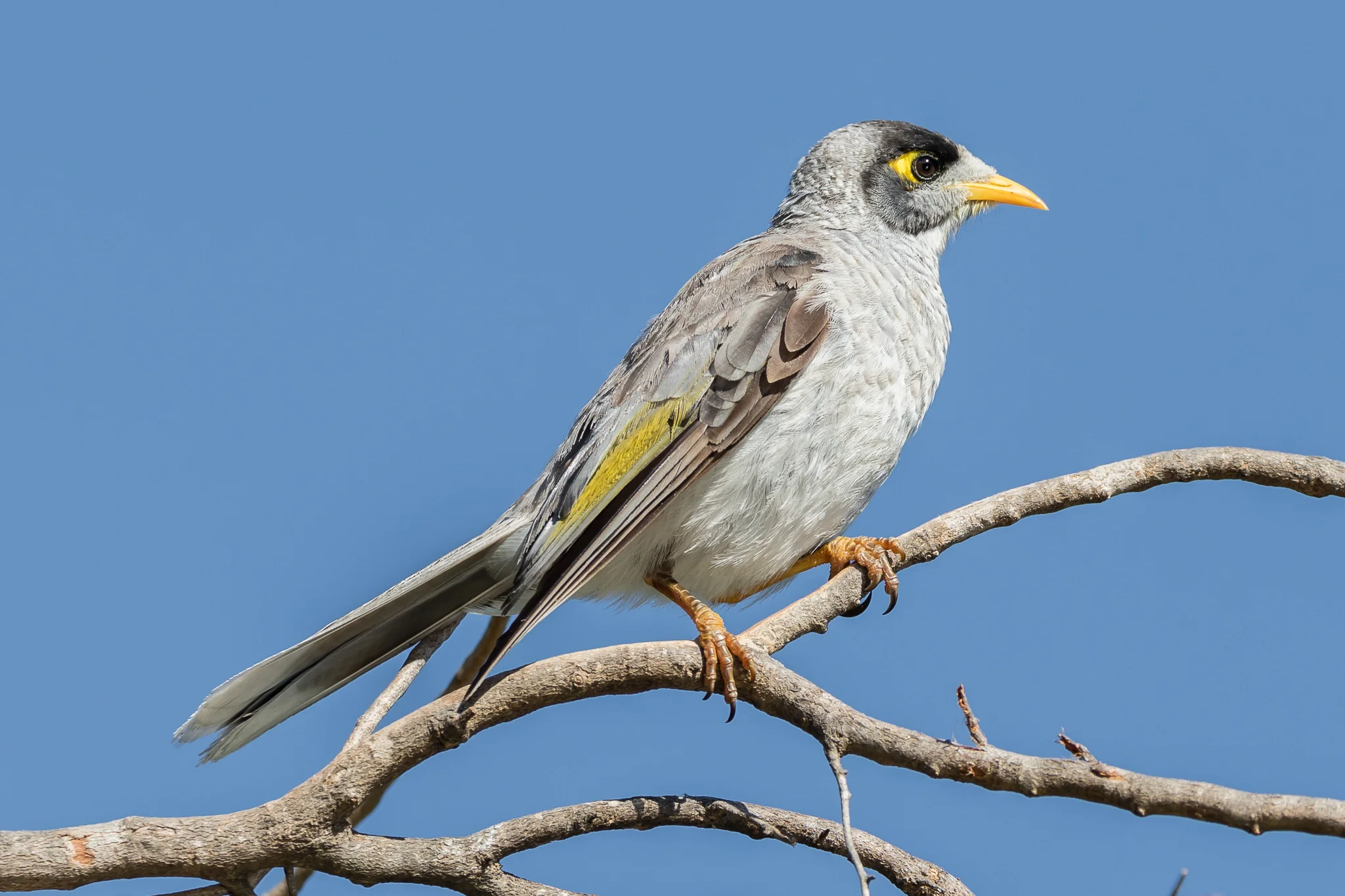Second most common bird was the Noisy Miner, the most aggressive of the Honeyeater family; known for chasing other birds and taking prime nesting sites.