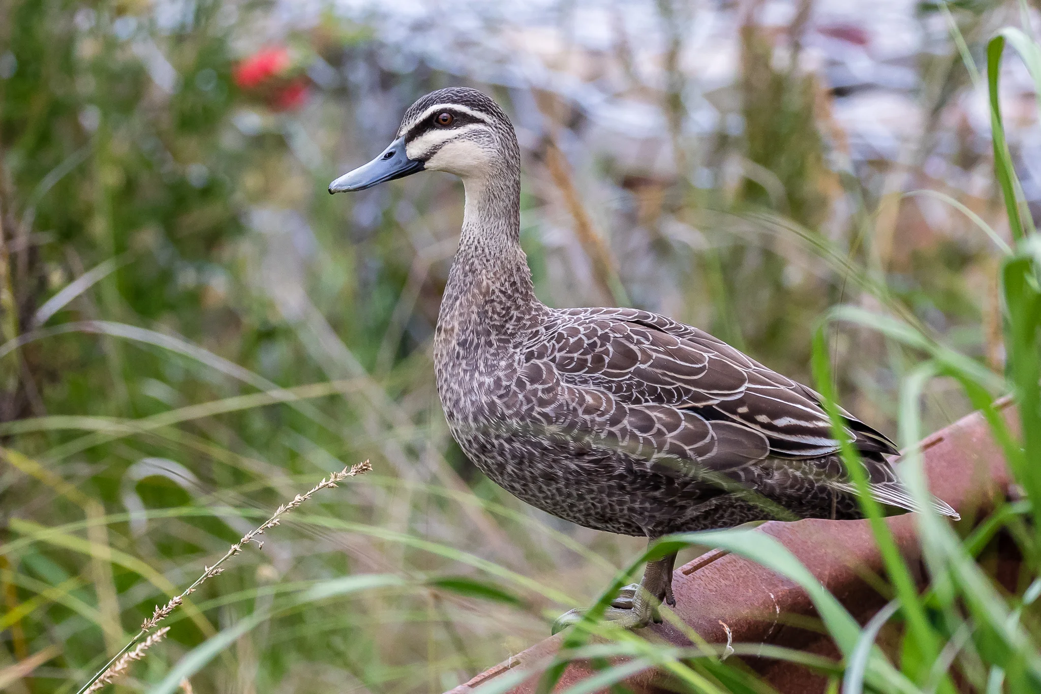 Pacific Black Ducks have adapted well to city life making the most of parks, ponds and picnic left overs.