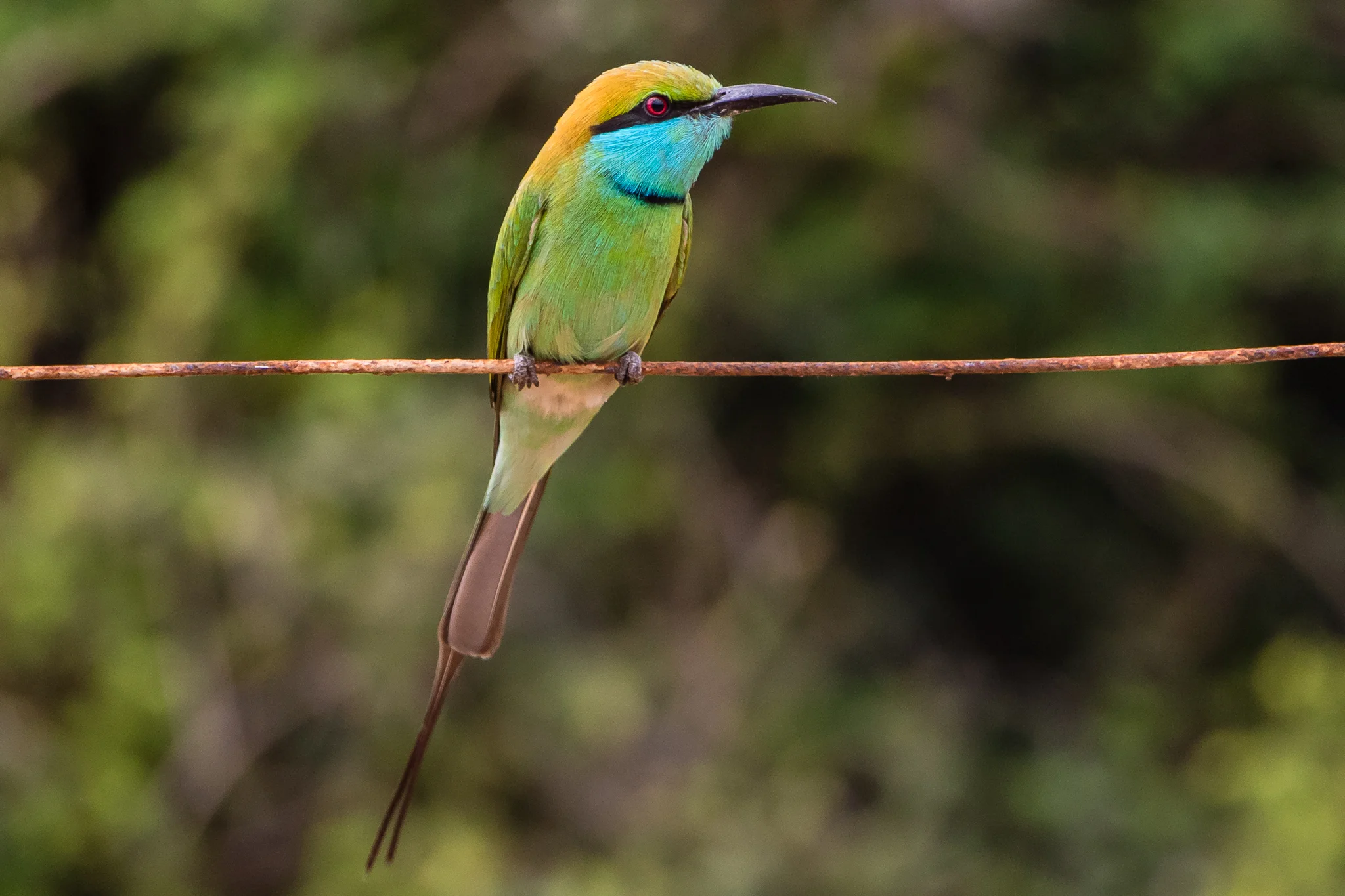 Little Green Bee-eater