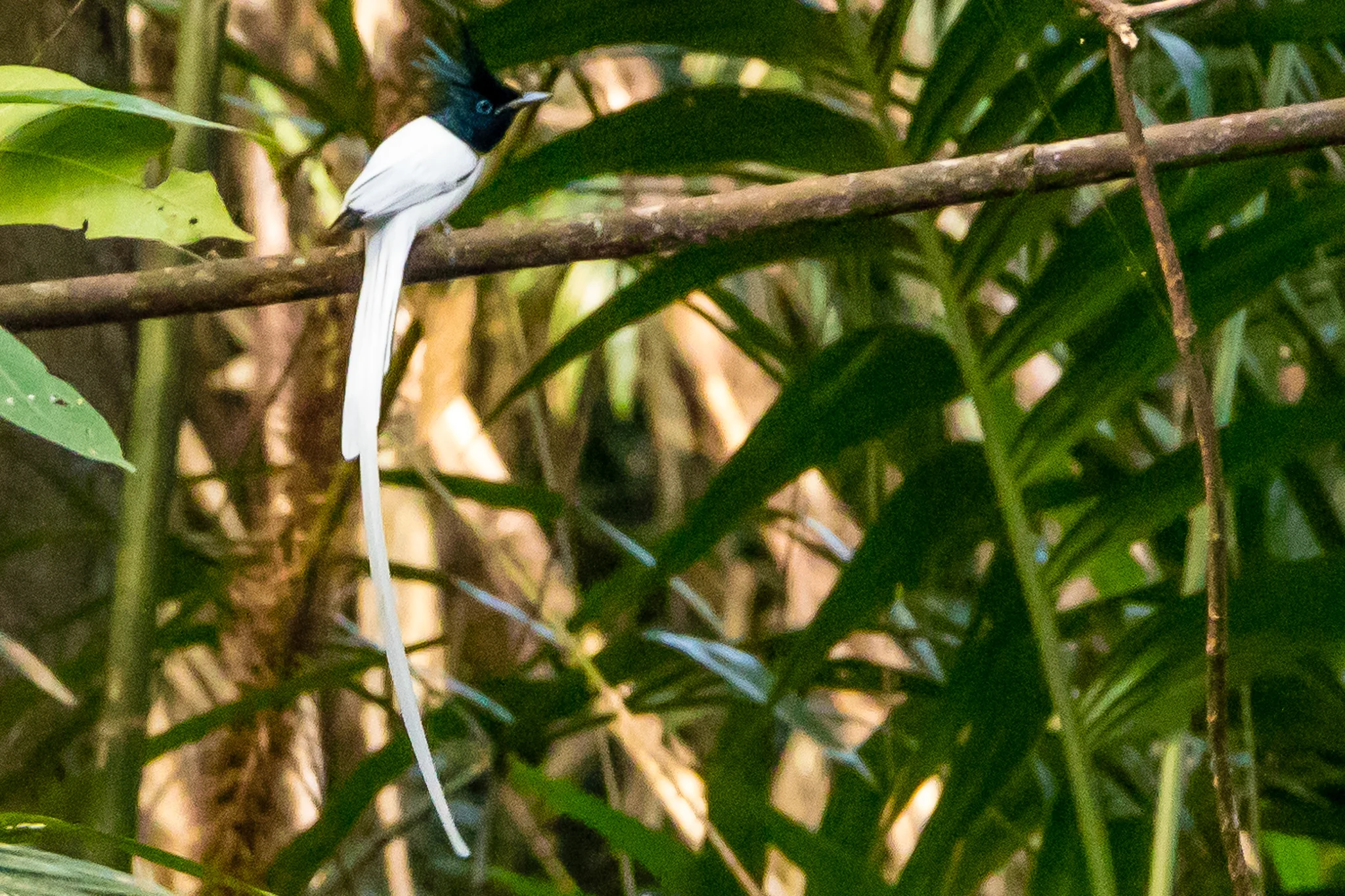 Indian Paradise Flycatcher